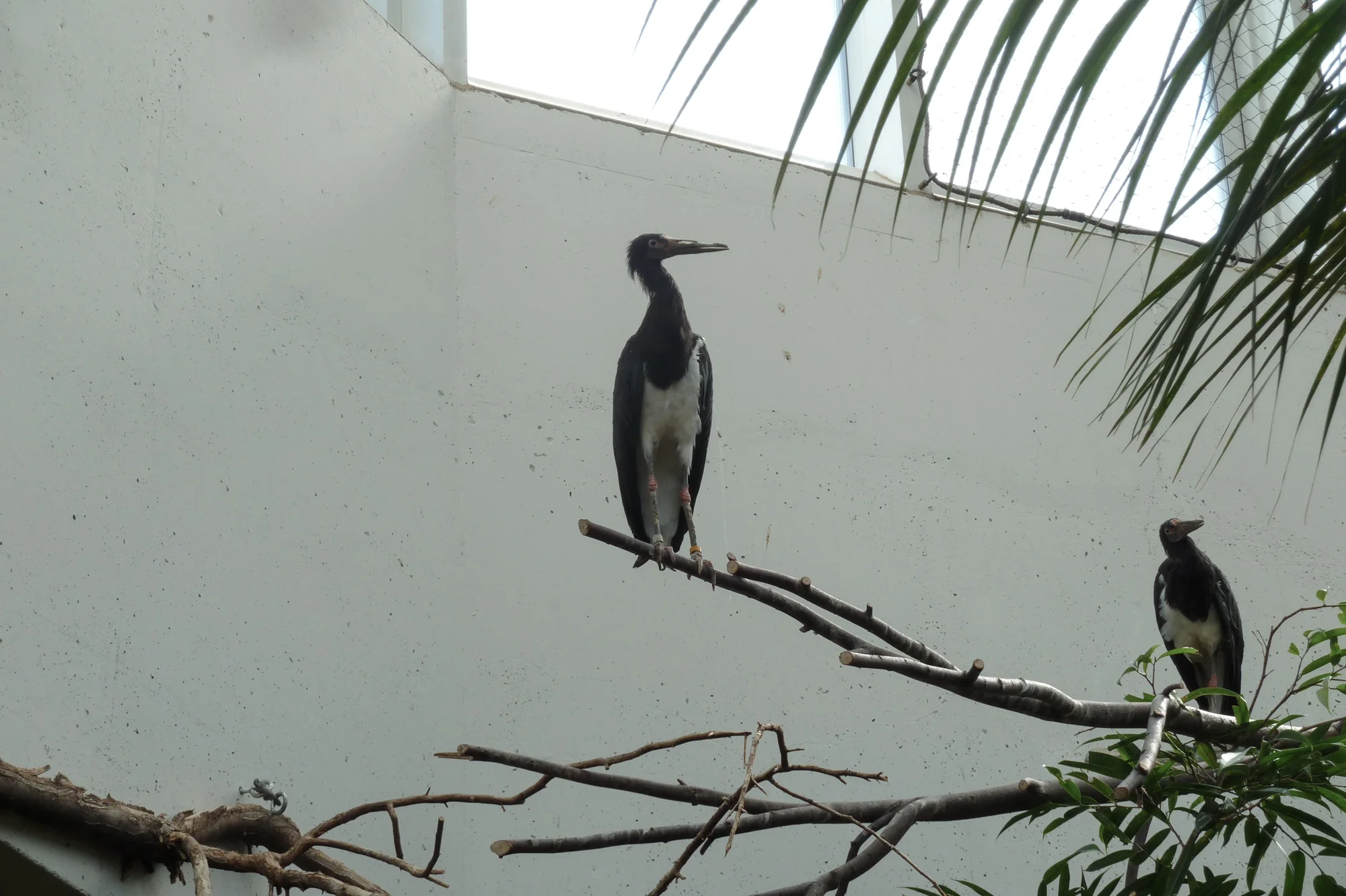 two aware birds