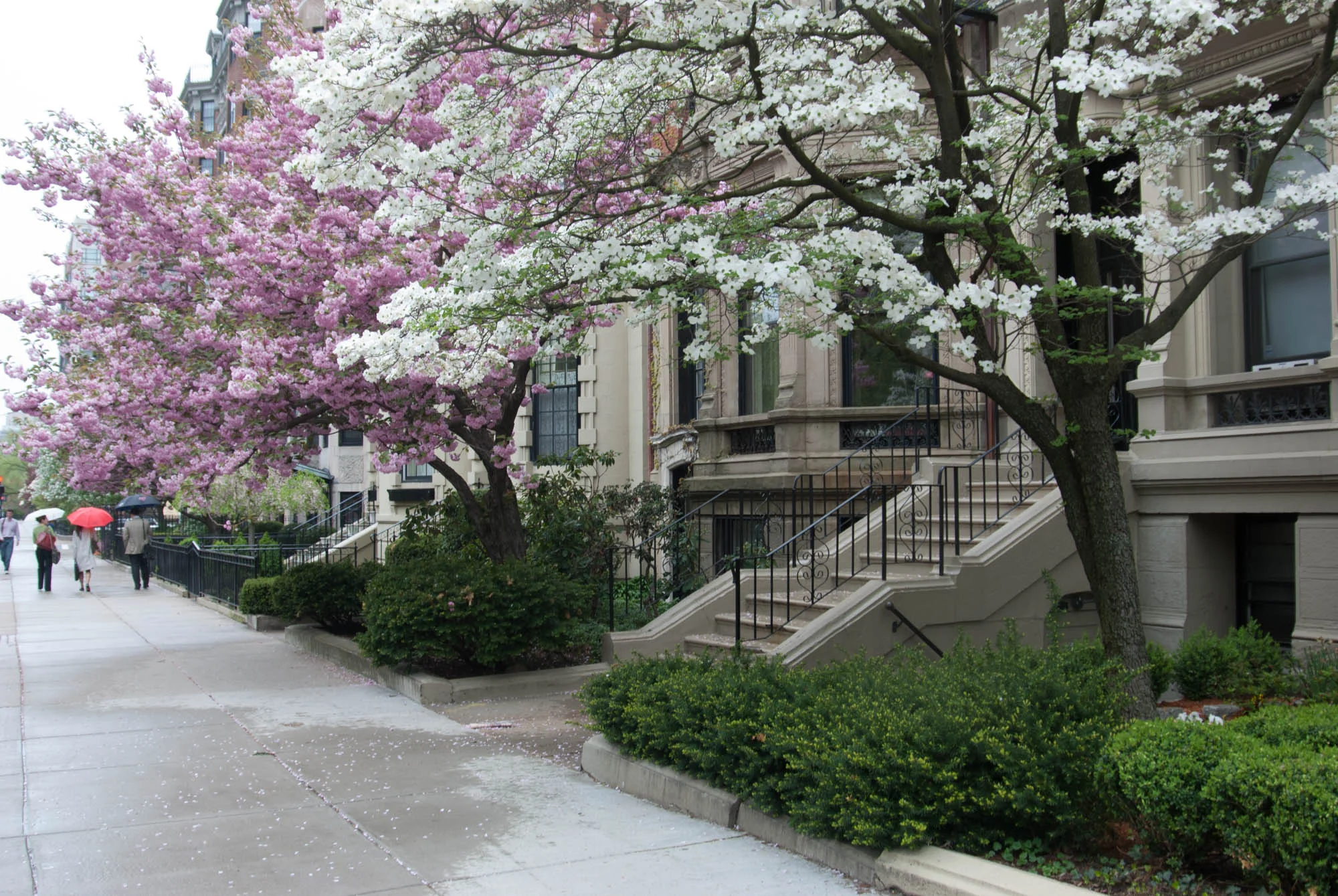 spring bloom