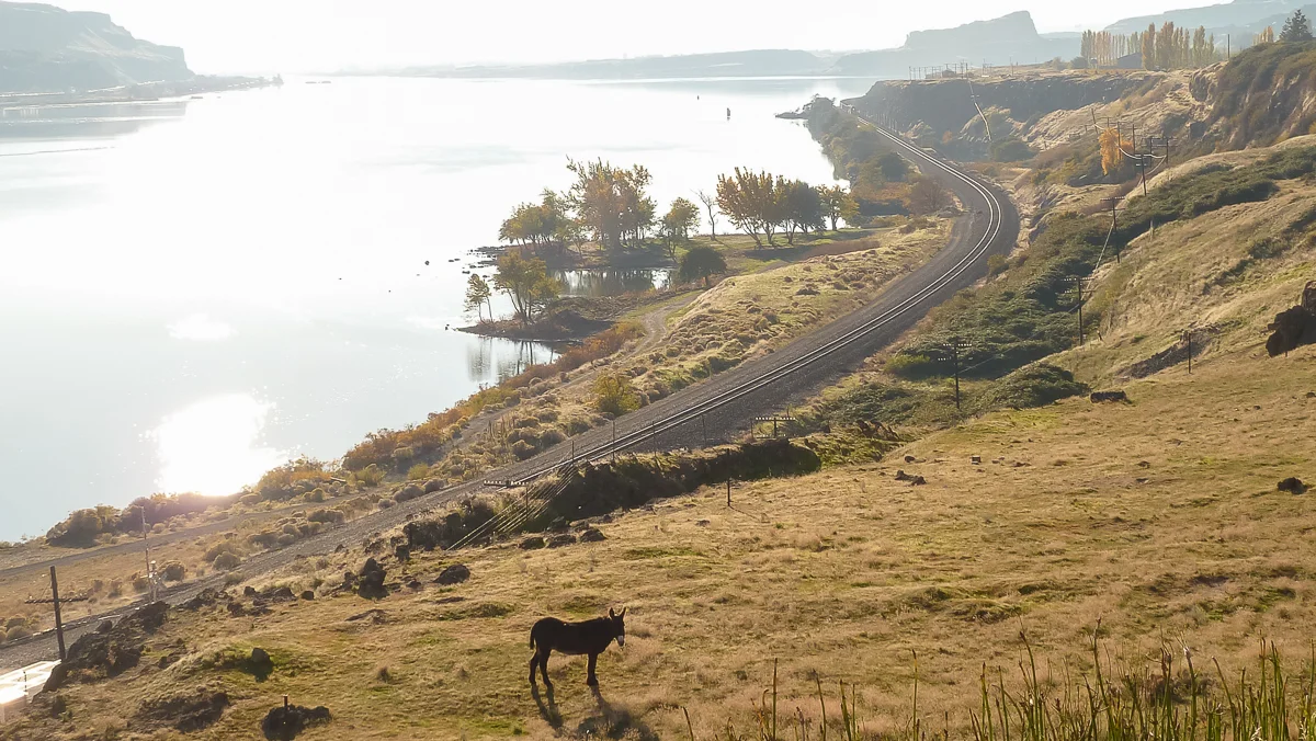 Lone burro, Columbia River