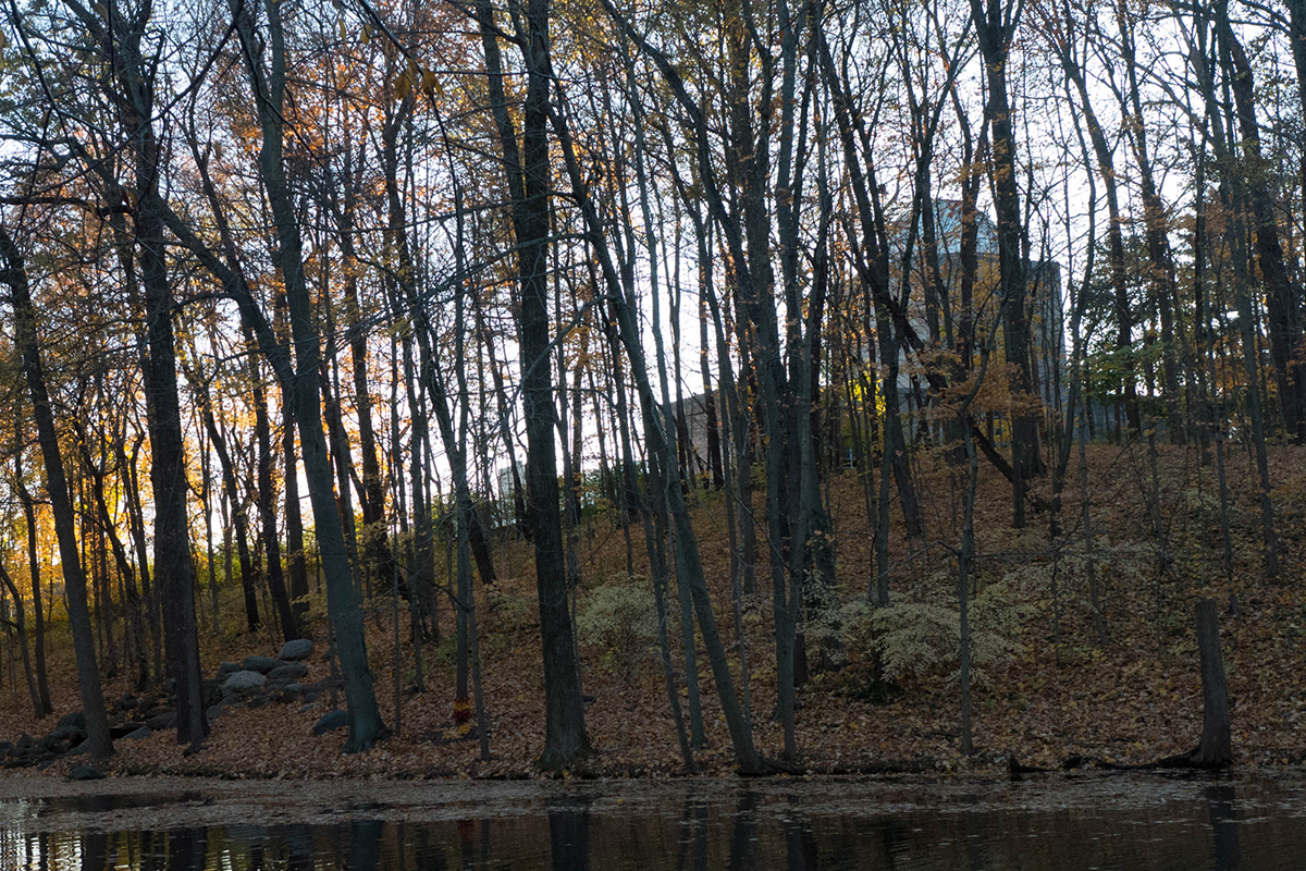 wooded hill