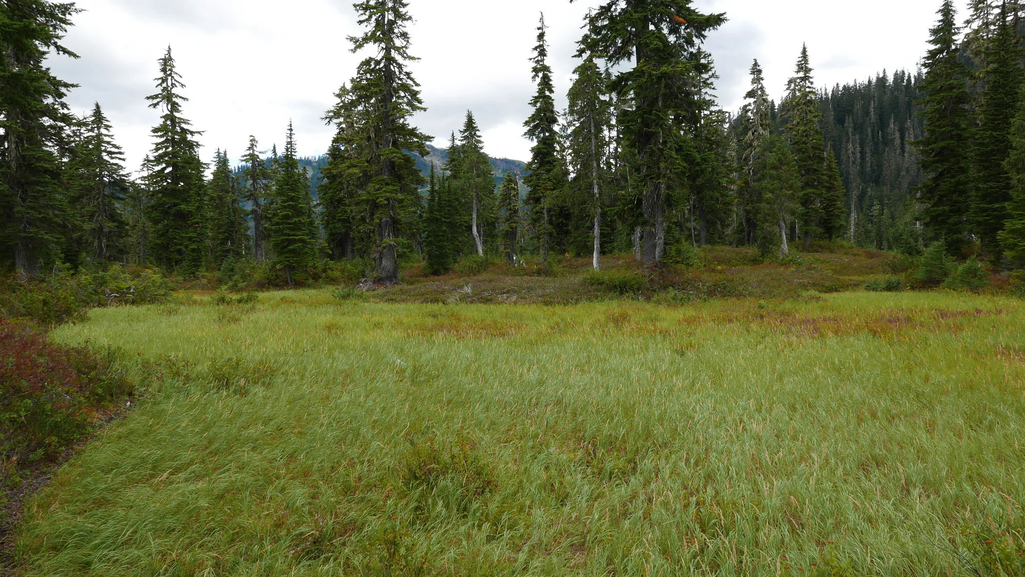Schreiber Meadows