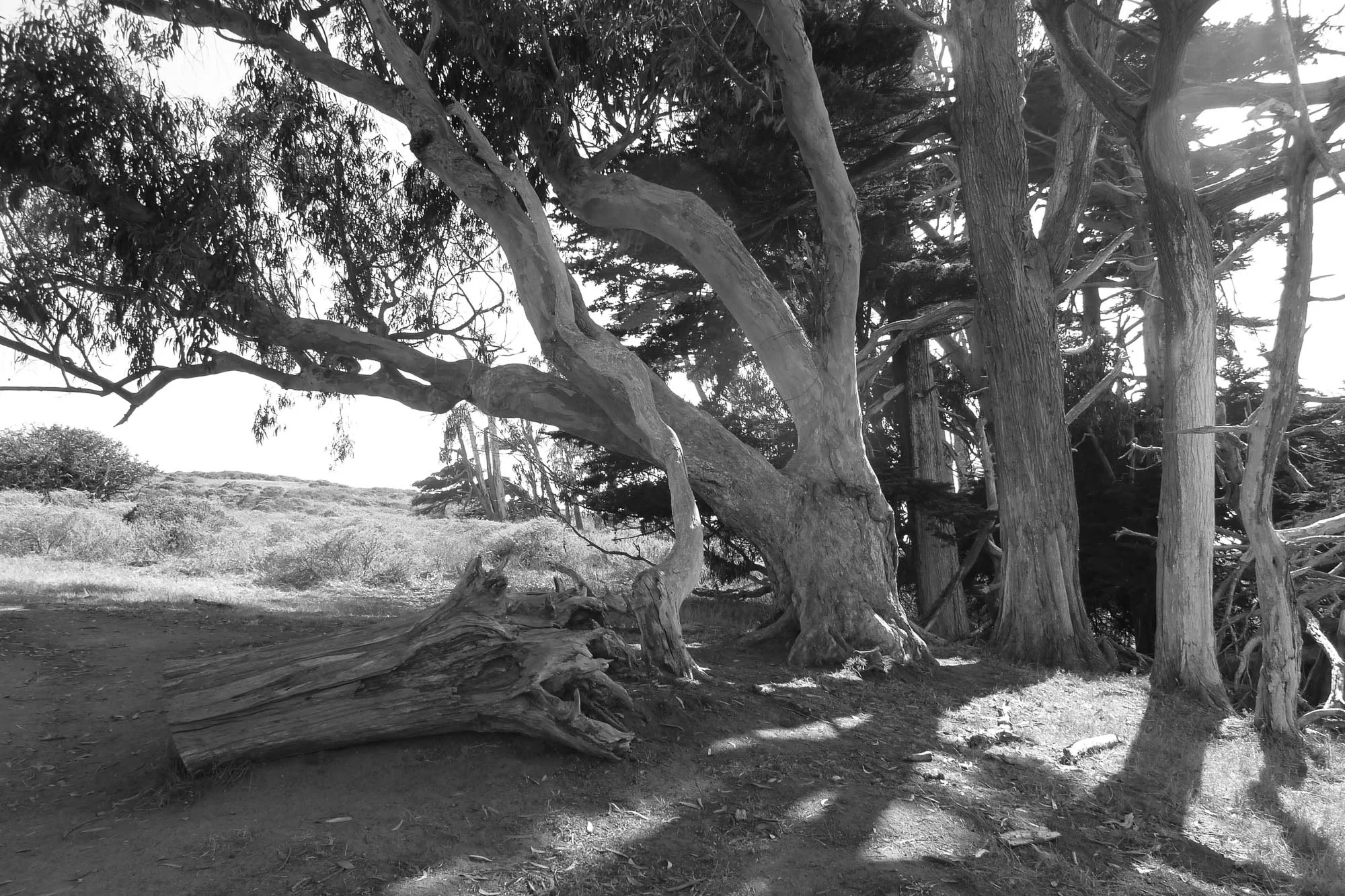 eucalyptus shade