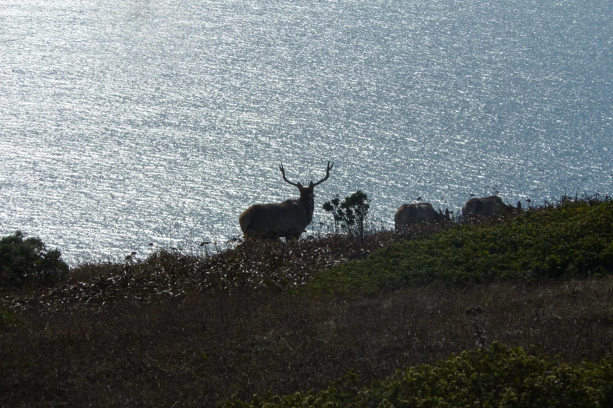 Tule elk, Pacific Ocean