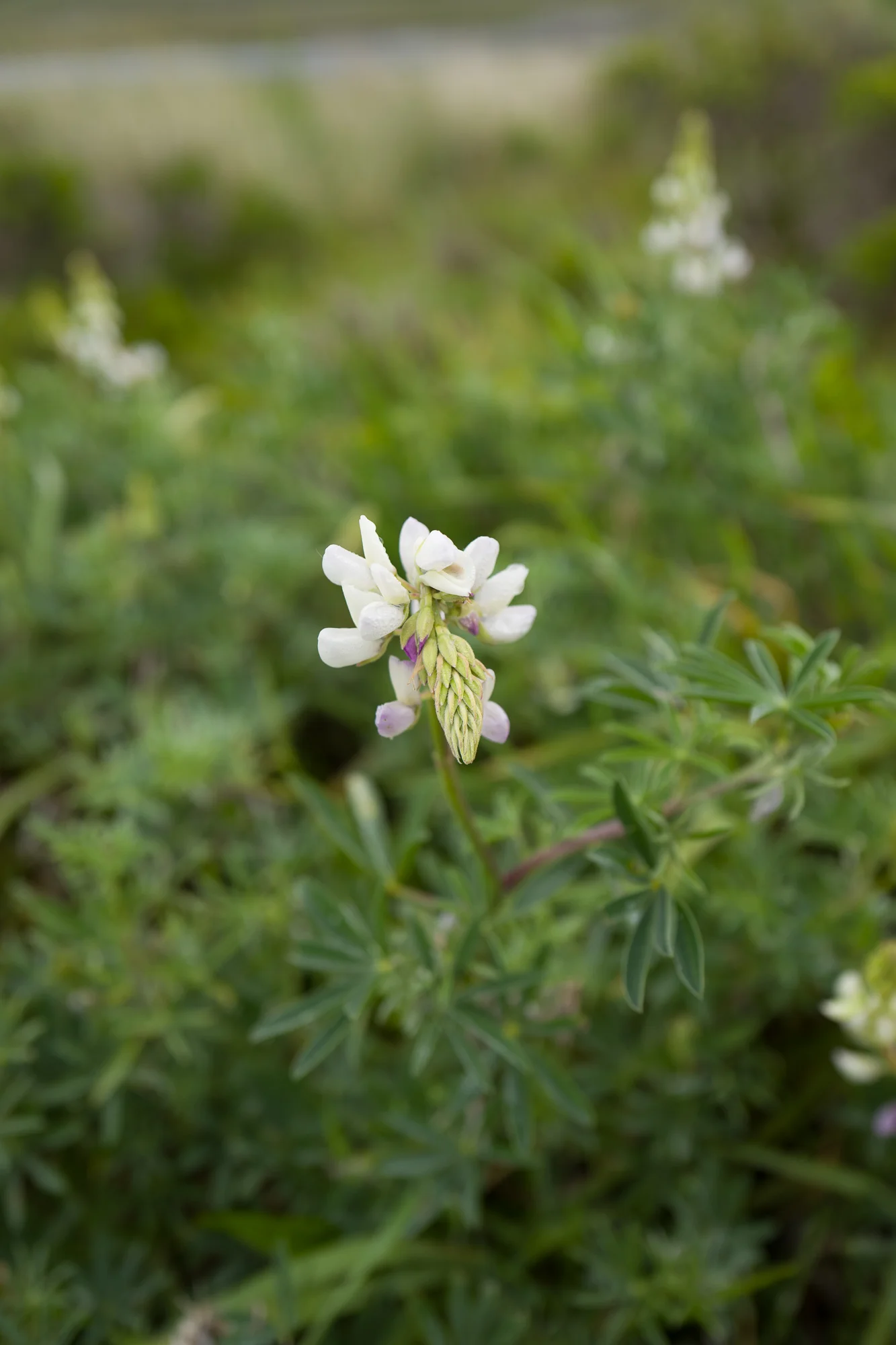 Limantour bloom