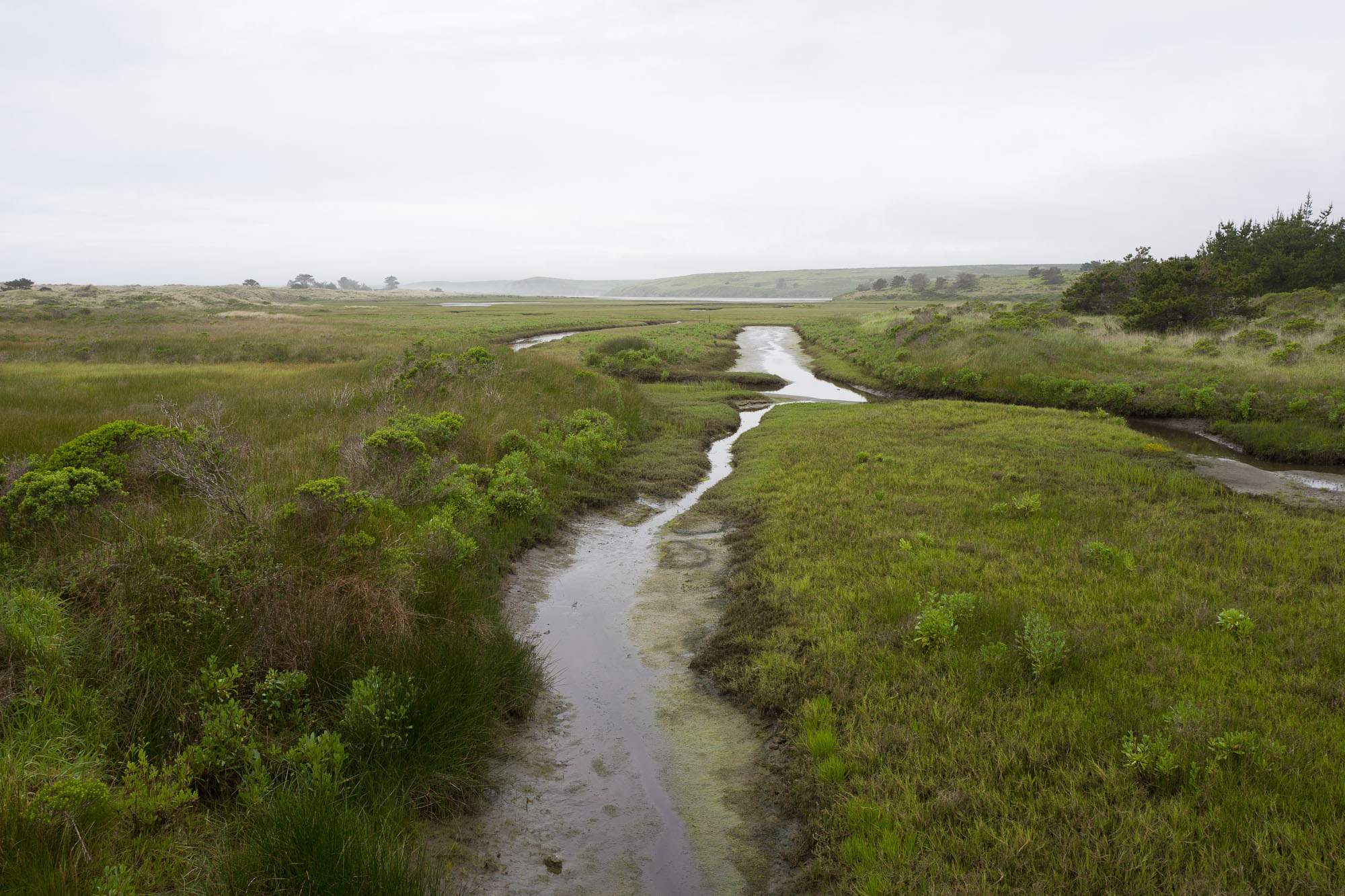 Estero de Limantour