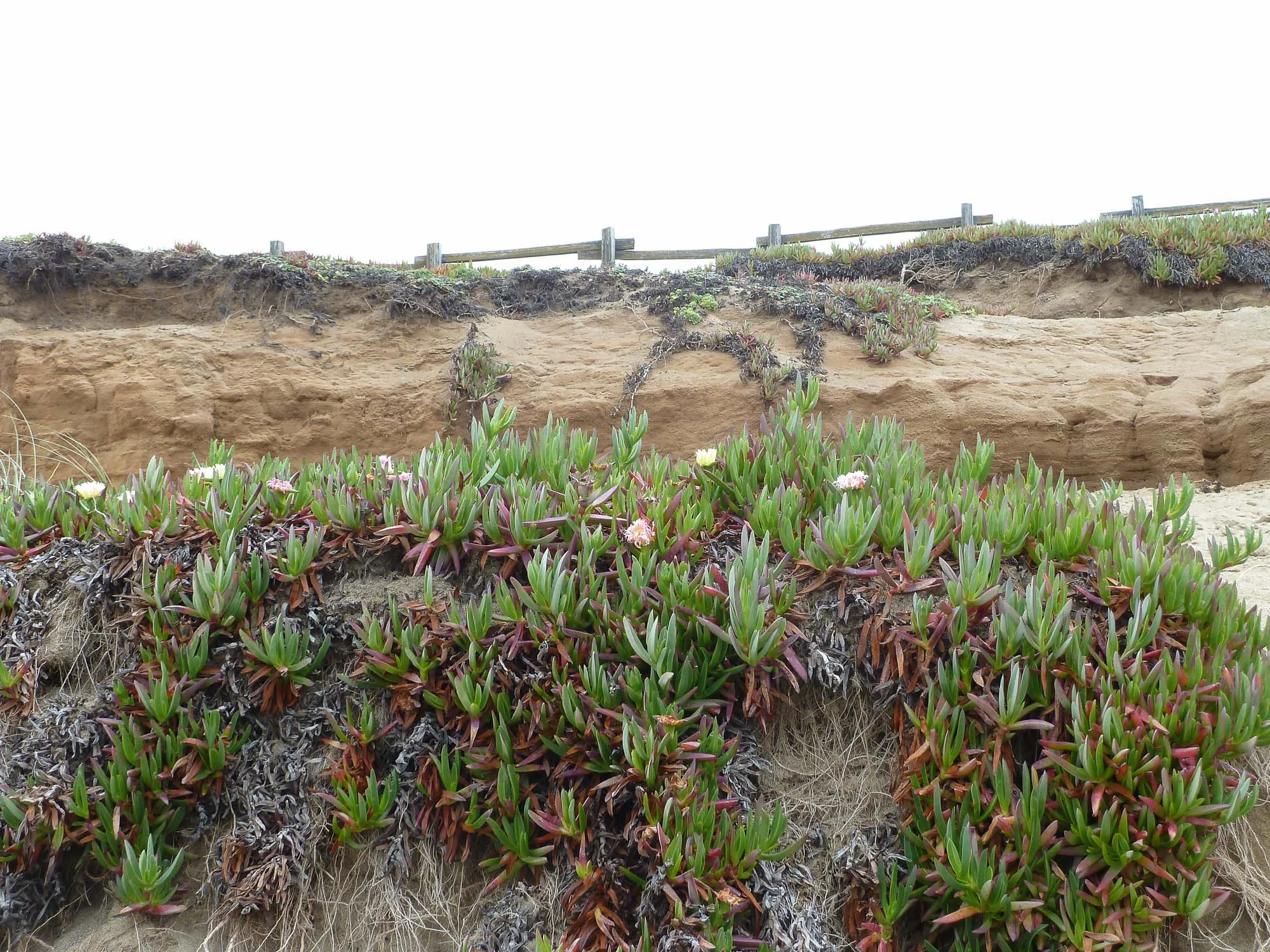 ice plants