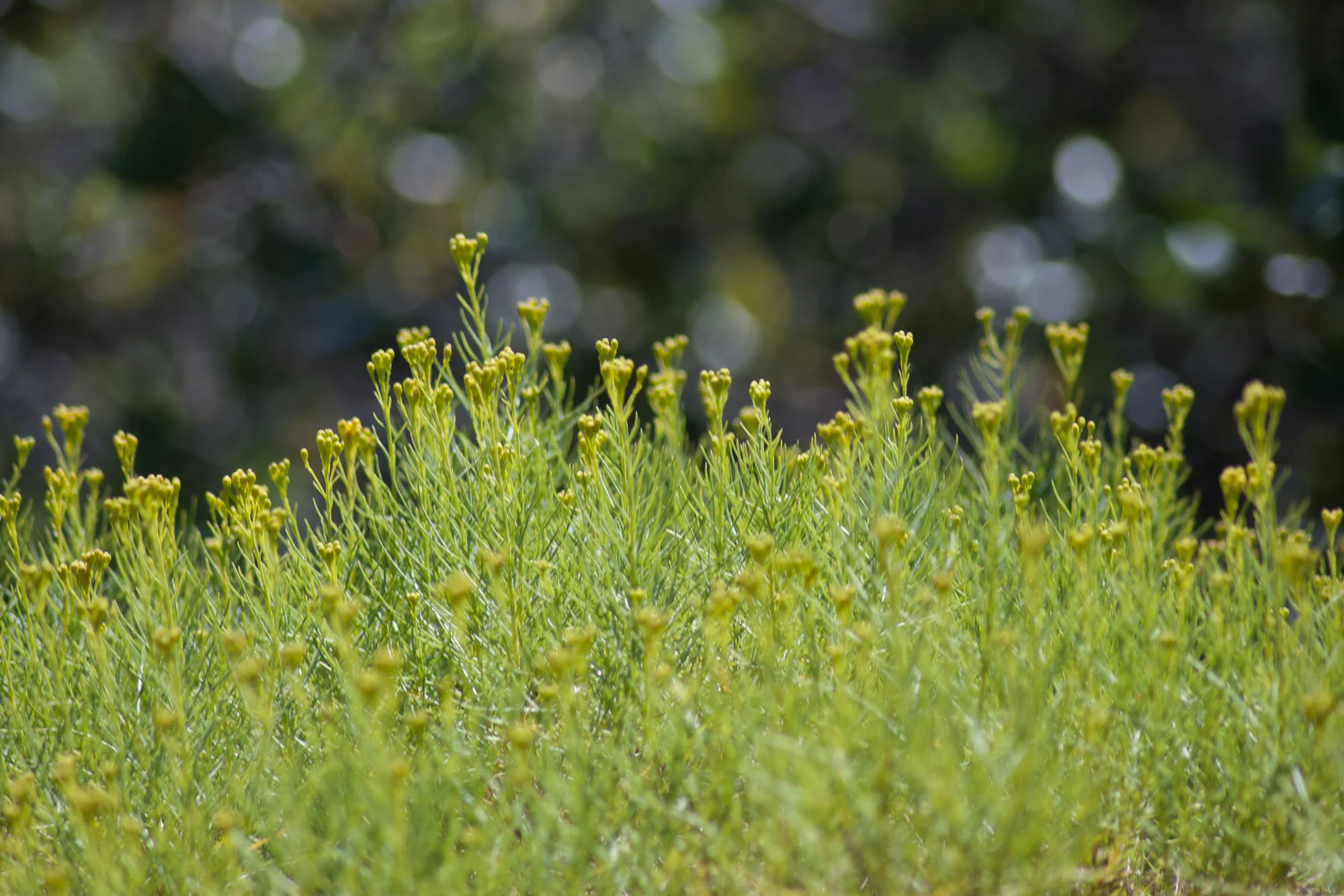 small flowers