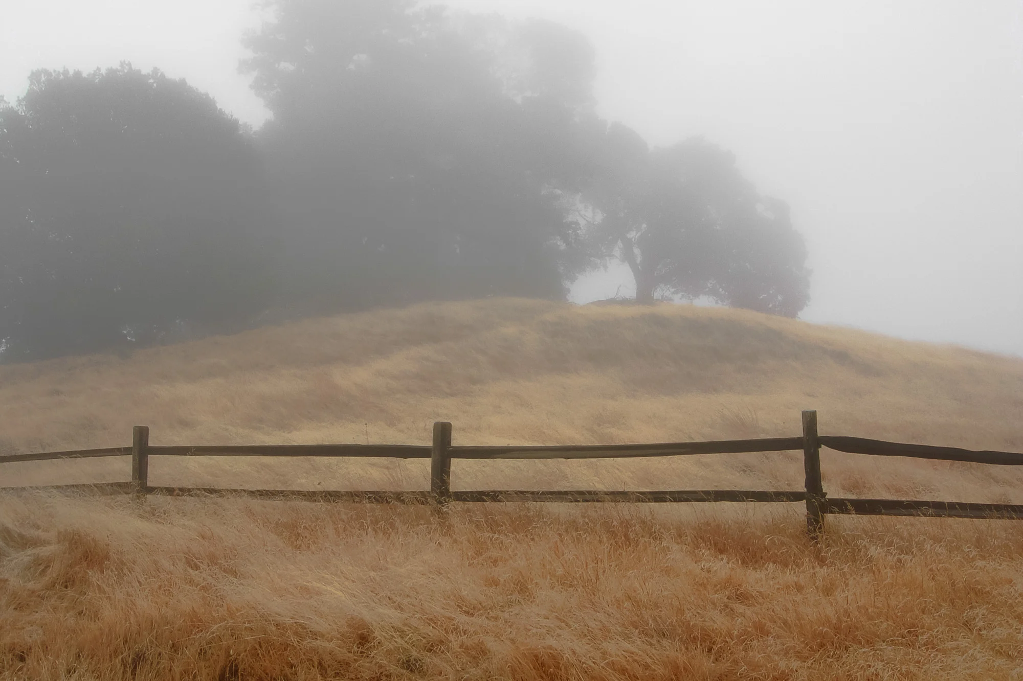Tamalpais grasslands