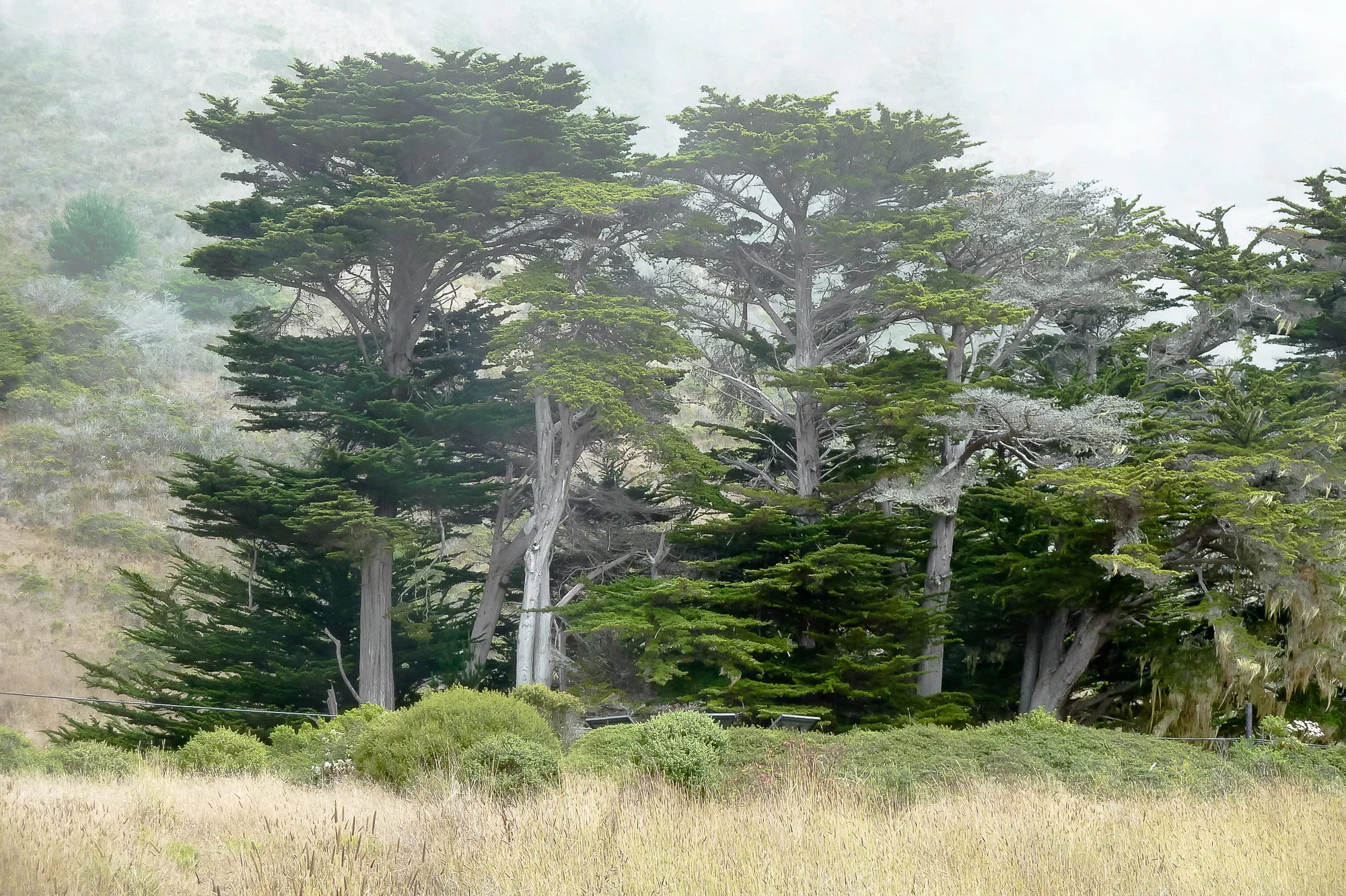 Monterey Cypress fog