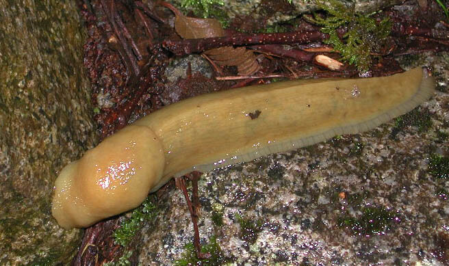 banana slug