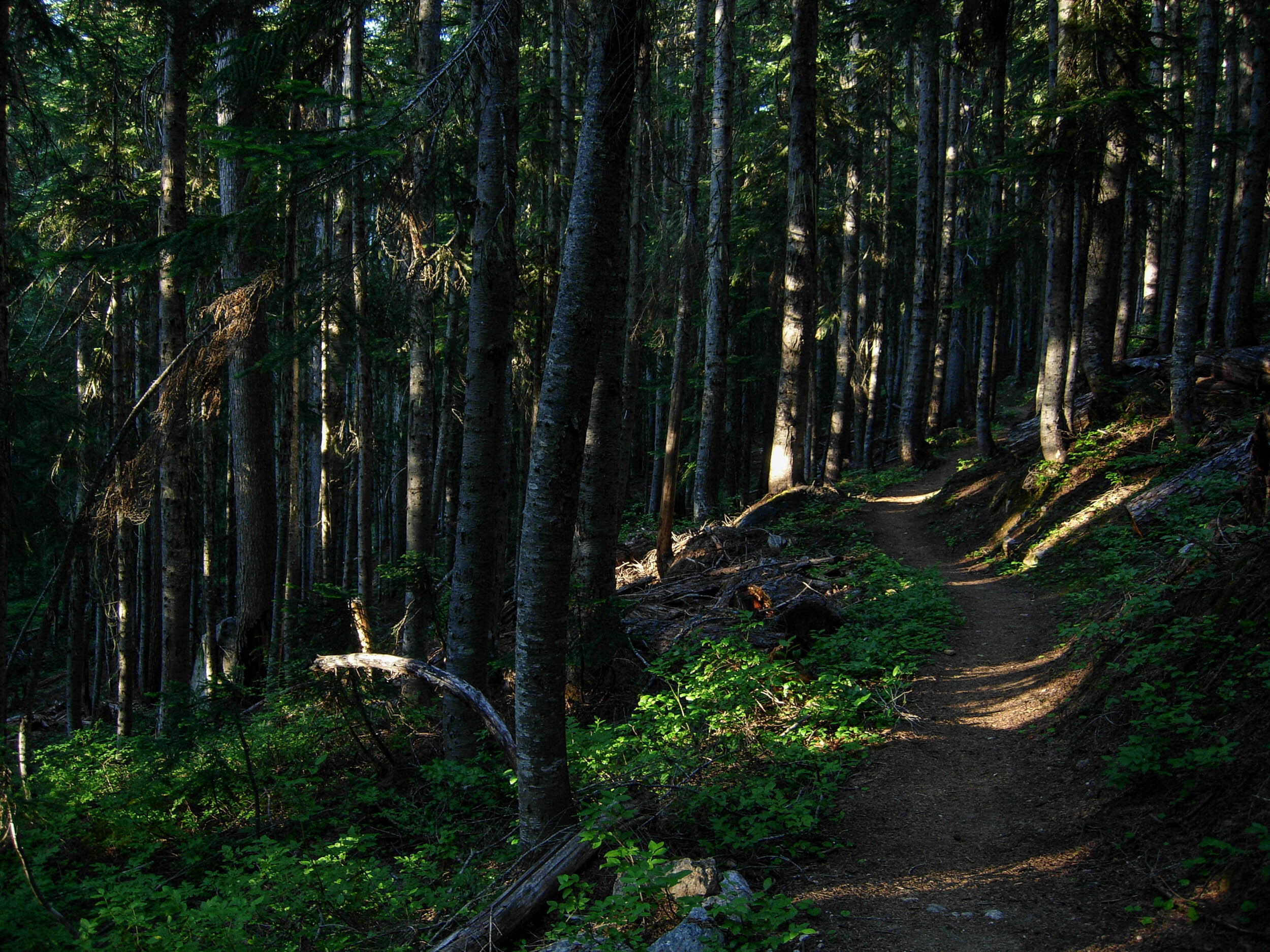 Lower forest walk