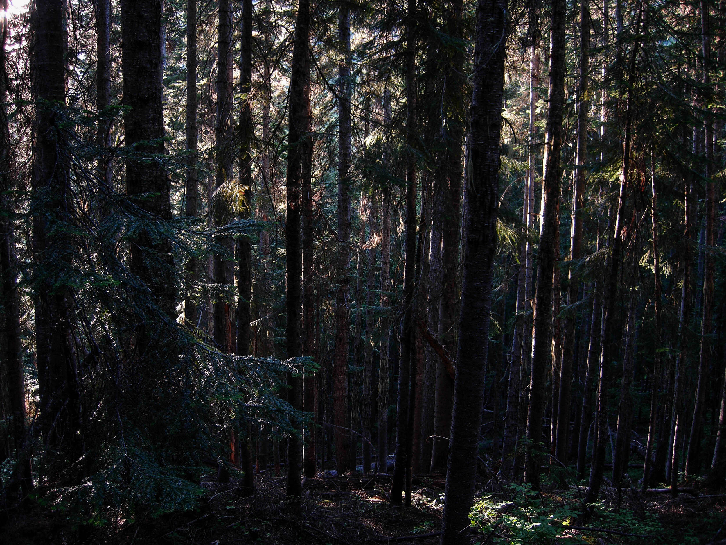 lower forests, Porcupine Creek