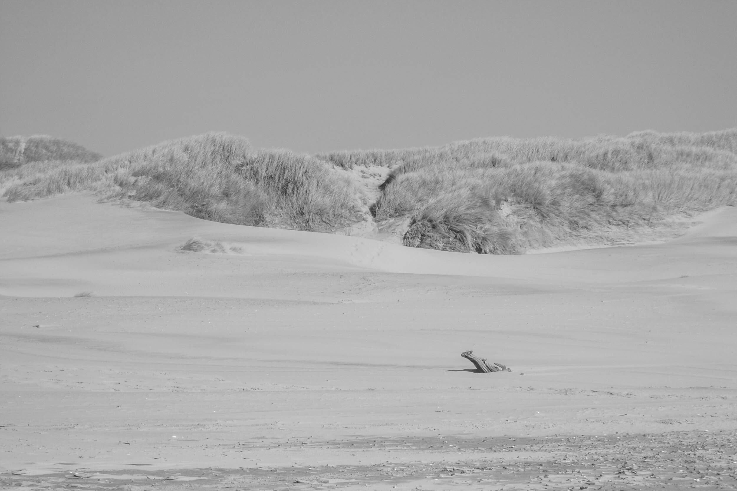 sand tufts