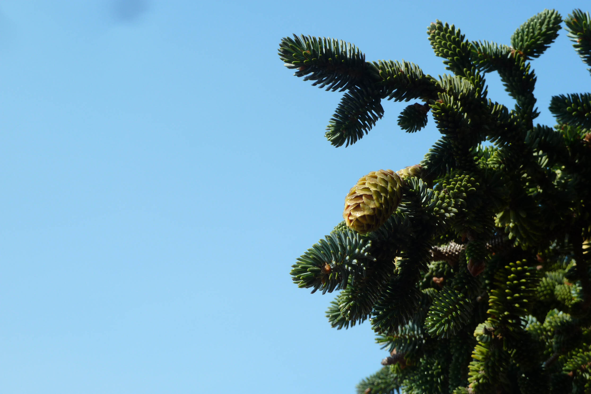 seeds and cones