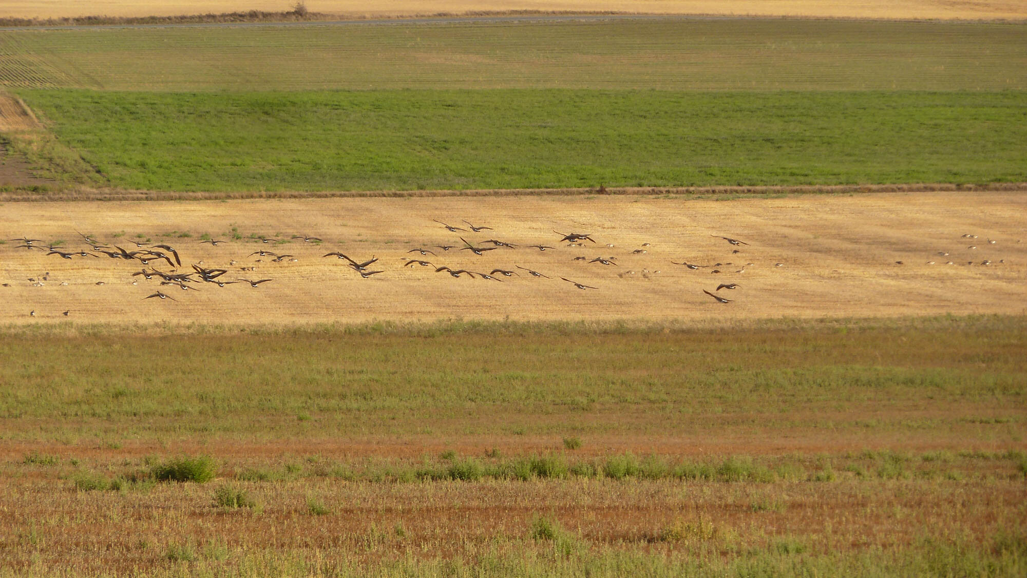 field geese