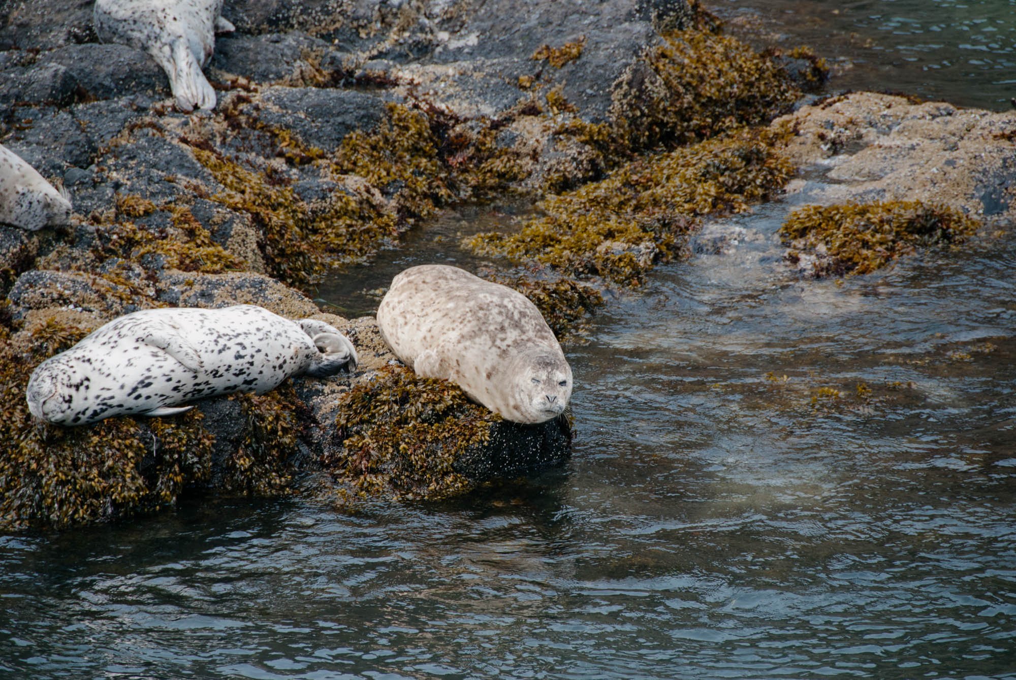 summer seals, 2012
