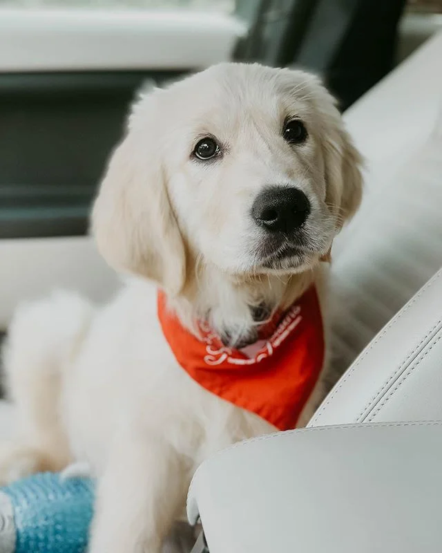 Well, R.I.P. to all of my black clothing because... say hello to my new designated shotgun rider and snuggle buddy, Moose! Believe it or not he’s only 10 weeks old, hence his name suiting him very well. Safe to say I’m pretty dang smitten