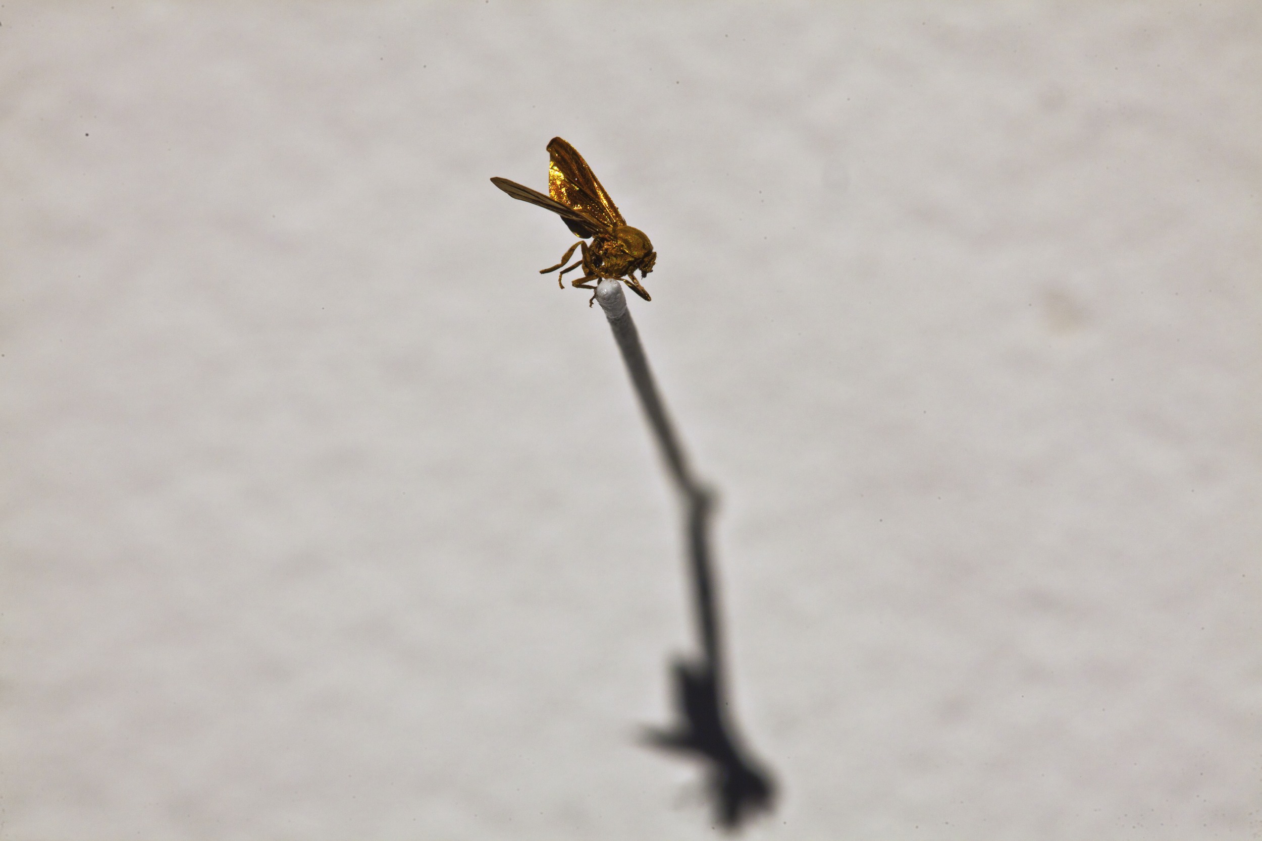 Icelandic midge | ionized 24k gold | insect pin