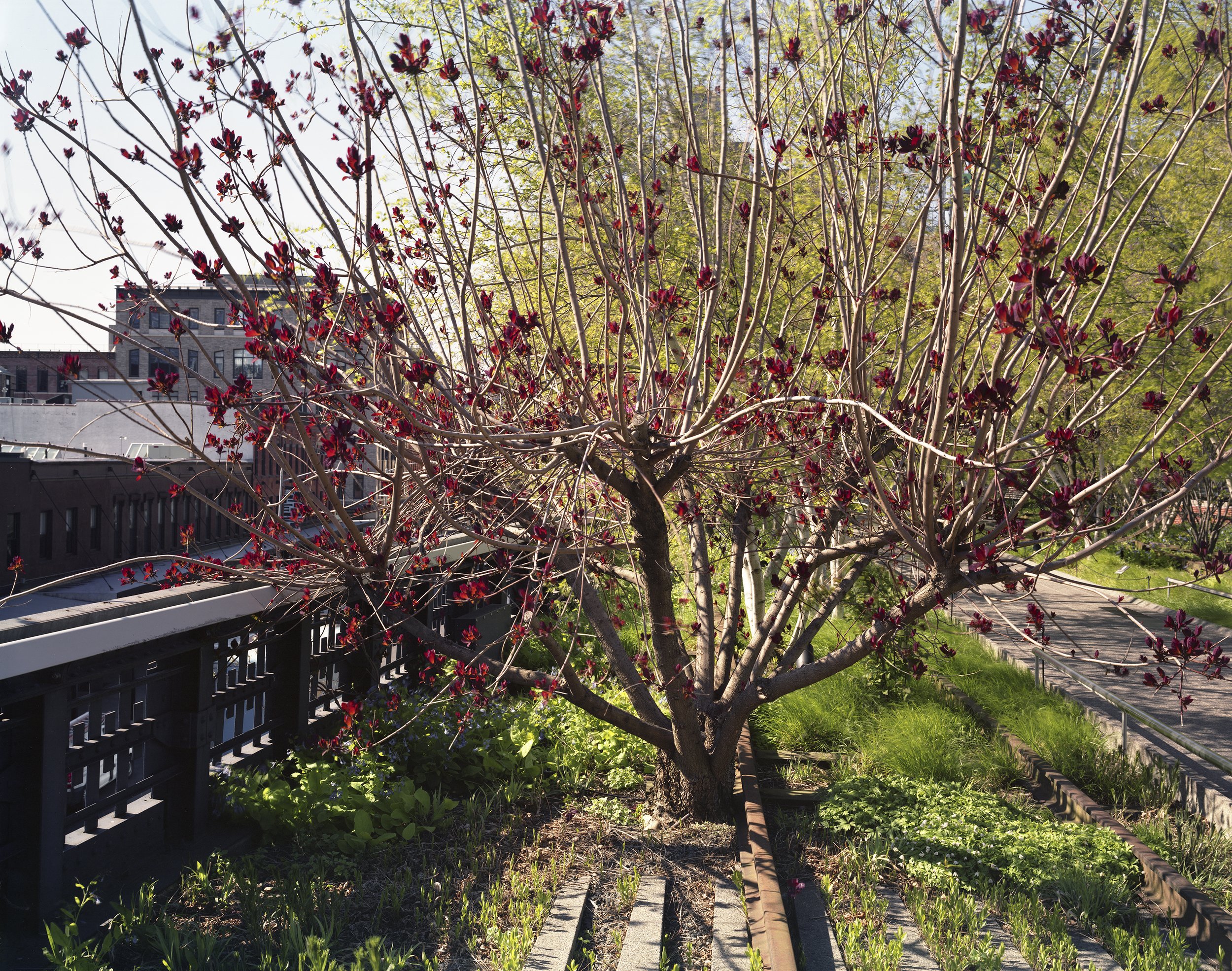 Spring_on_Gansevoort_Woodland_2022.jpg