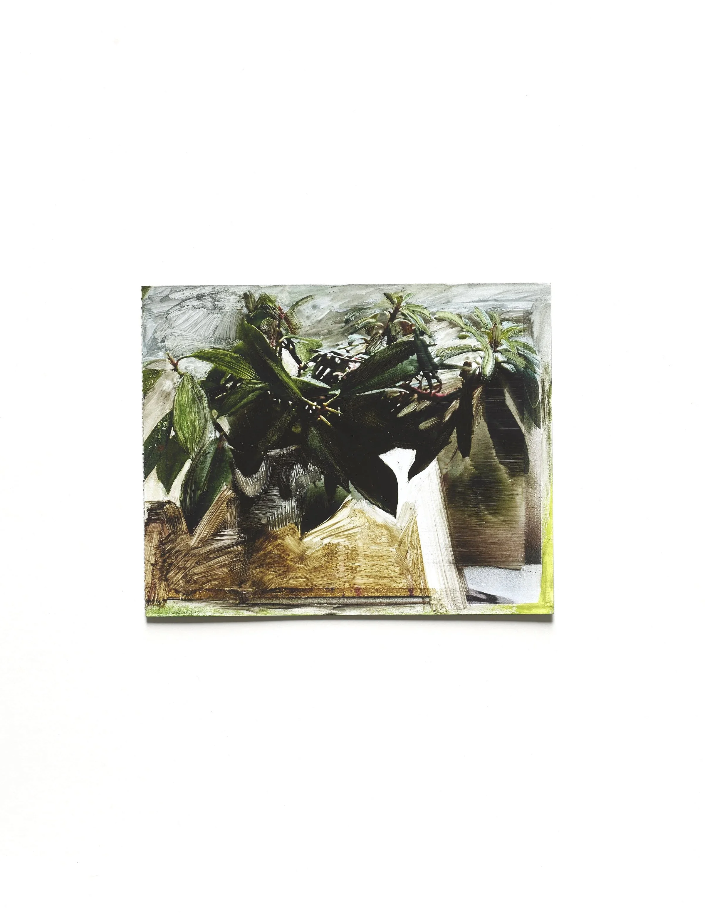 Plant-in-Windowsill_Jorgensen.jpg