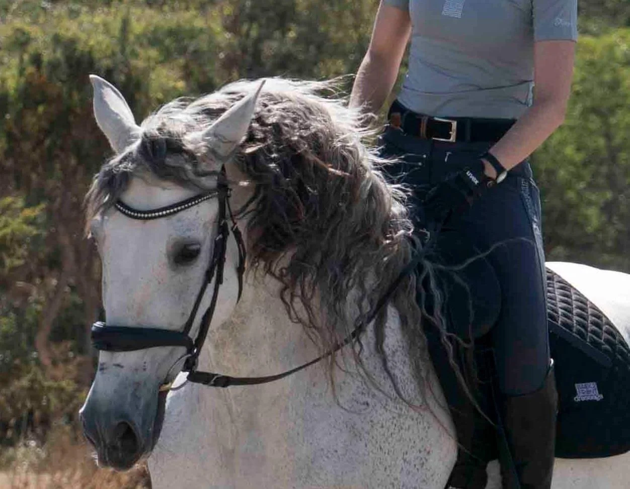 A Horse's Mind is a Terrible Thing to Waste