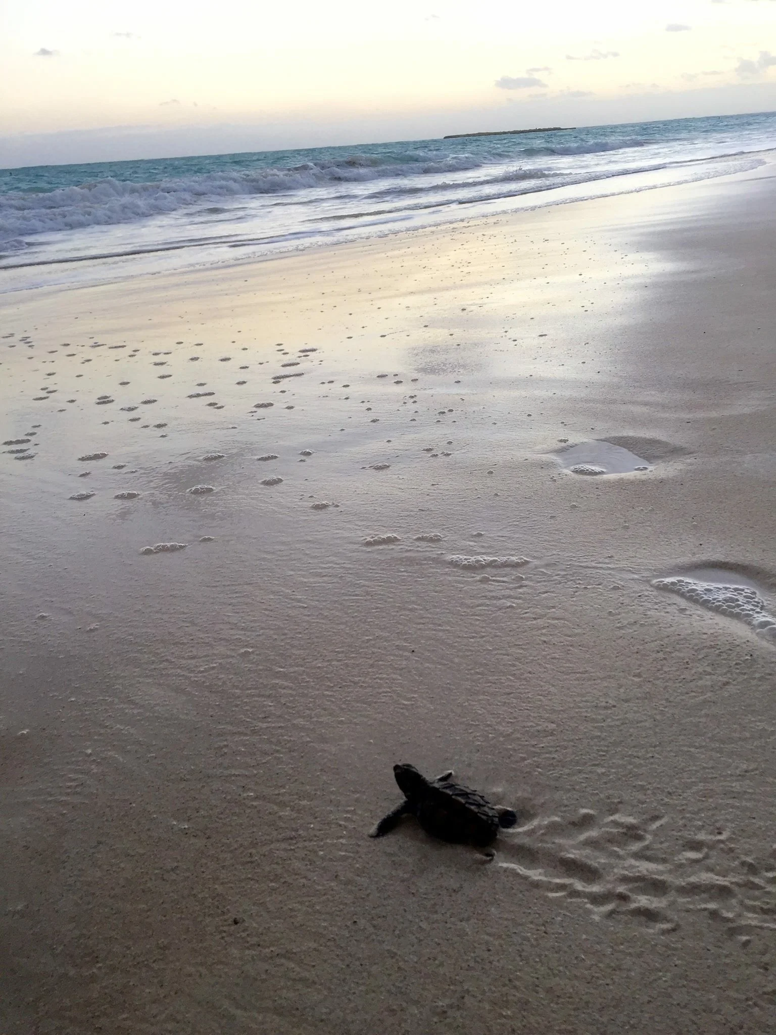 Honu.JPG
