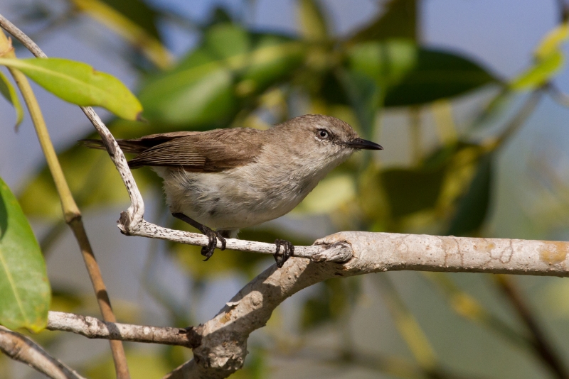 Dusky Gerygones are best located among dense mangroves by their distinctive song. Interestingly, although the similar Mangrove Gerygone also occurs in the Broome area, it is not usually found in the mangroves. Photo: Ric Else 2015