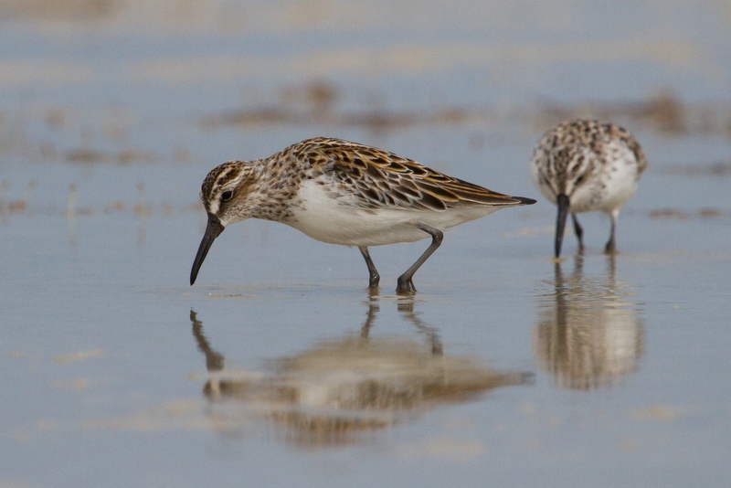 Broad-billed Sandpipers are only slightly larger than the much commoner Red-necked Stints, but can be picked out by their stripy heads and droopy-tipped bills. Photo: Ric Else 2014