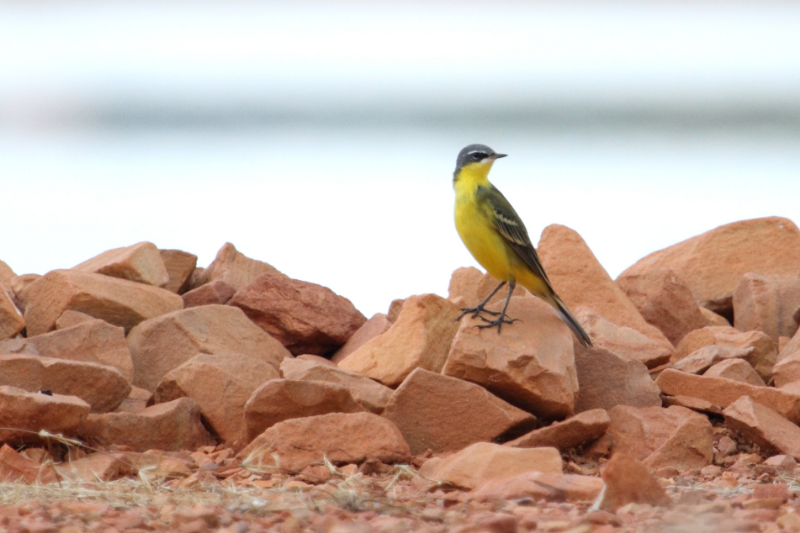Yellow Wagtails are fairly common and easily located by their calls during the wet season. Most (including this one) are of the simillima subspecies, but taivana (Green-headed Yellow Wagtail) is sometimes also recorded. Photo: Ric Else 2014