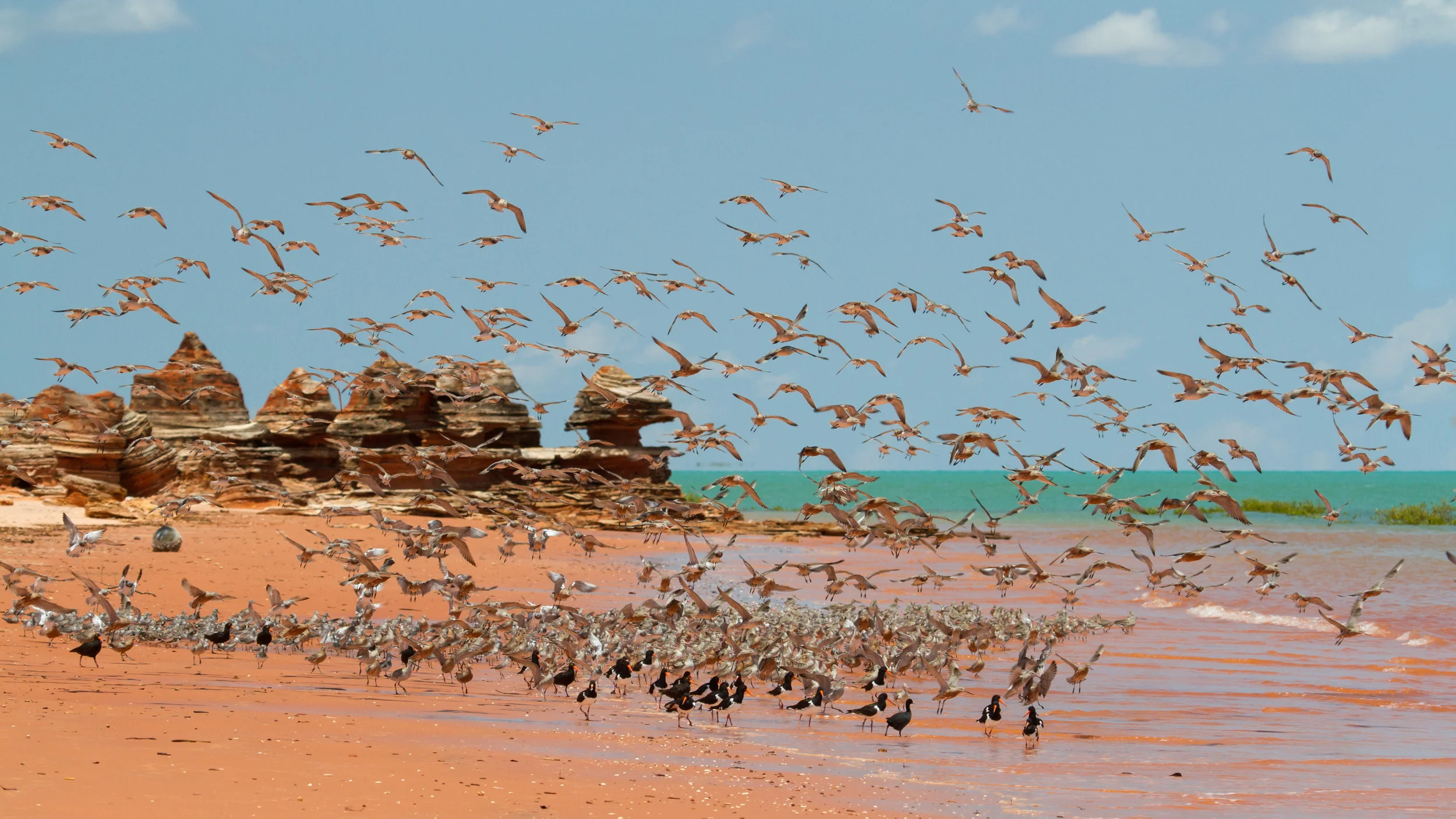 Broome2015_Shorebirds7b.jpg