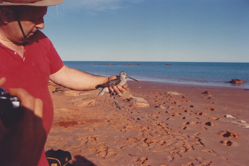  A younger Dr Clive Minton holding an Asian Dowitcher - on of Broome’s much sought-after birds 