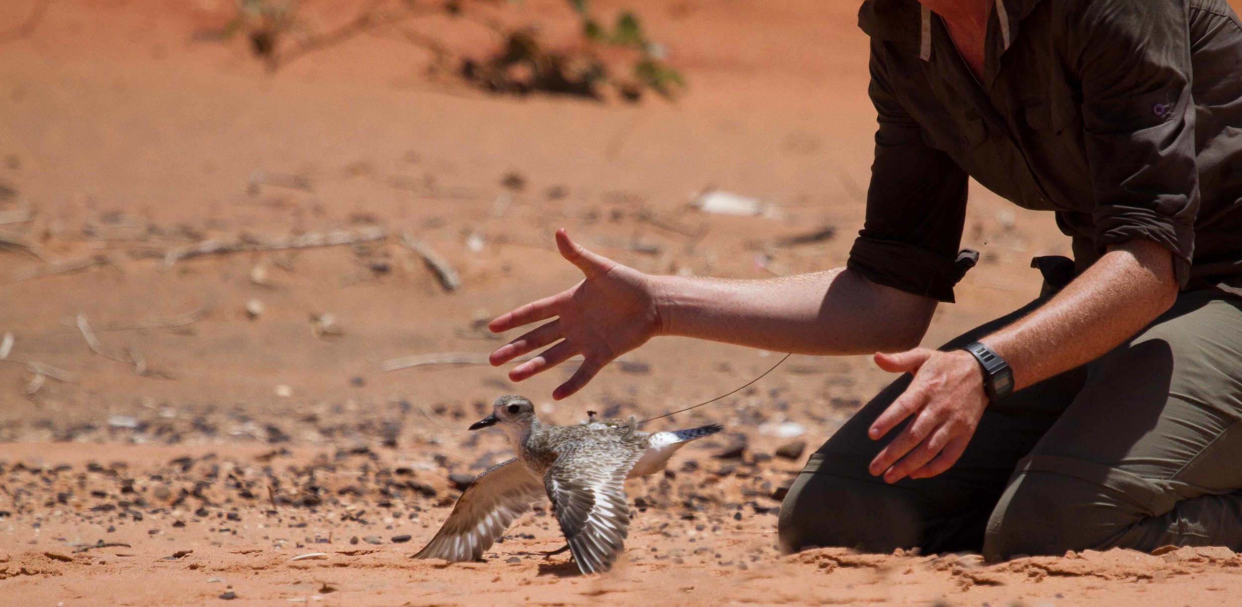  A Grey Plover is released by researchers after being fitted with a satellite transmitter on its back. 