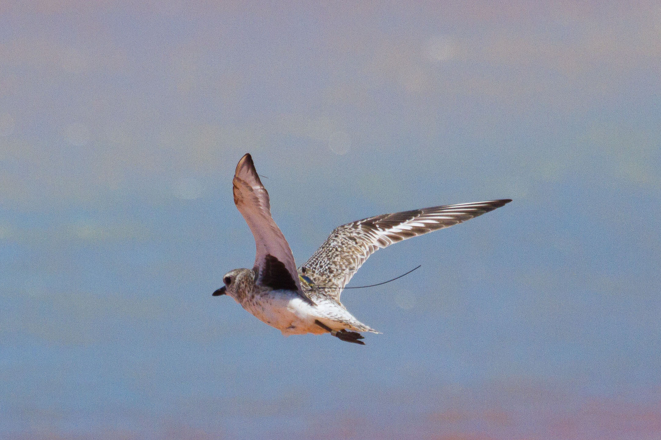  A Grey Plover (with its diagnostic grey armpits) flies easily with the tiny transmitter that will determine its location on its voyage in real-time, which is fed direct to the researchers. 