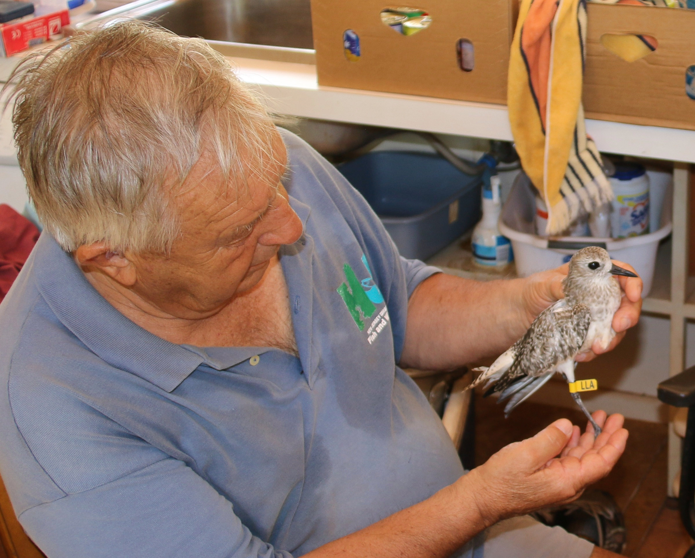  Dr Clive Minton in 2015 with a Grey Plover.  