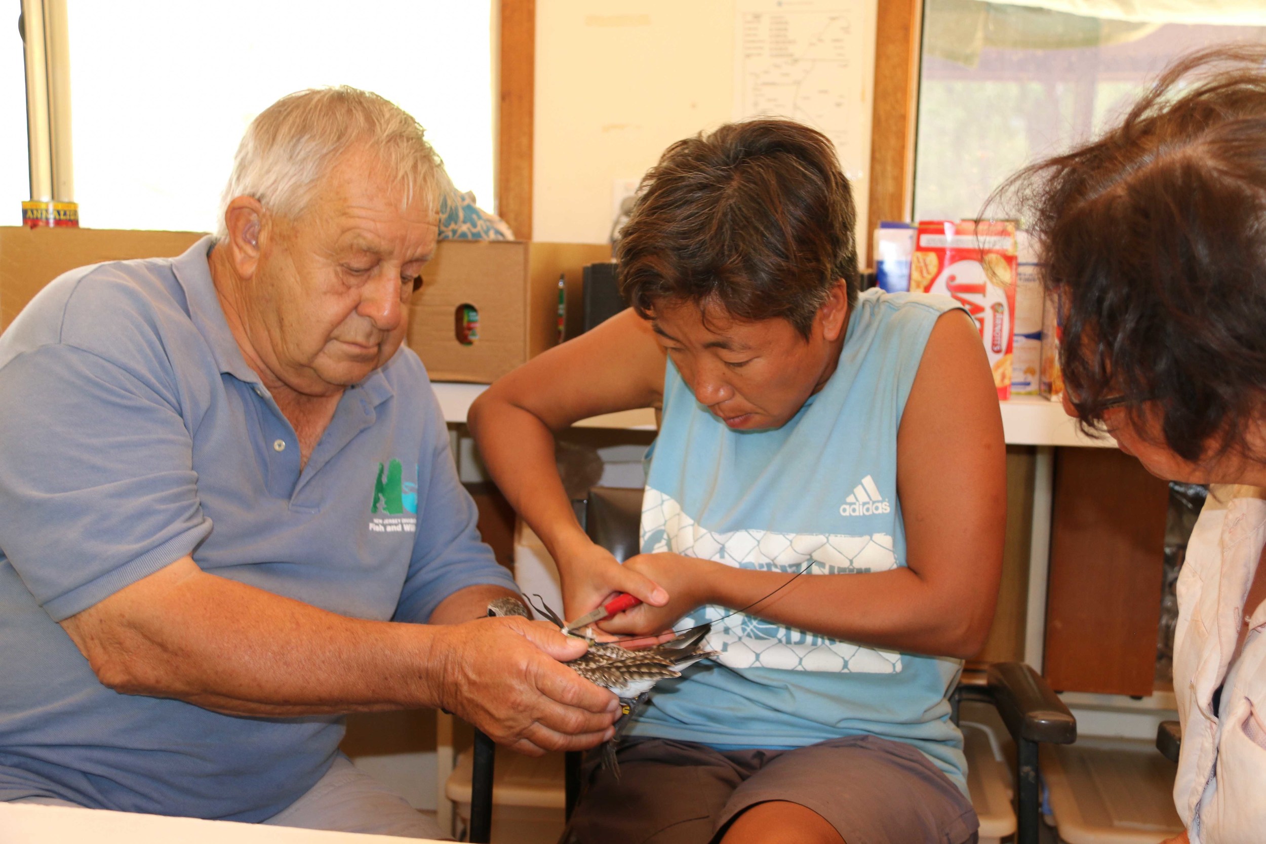  Researcher Kathrine Leung attaches the transmitter to this Grey Plover. These tags weigh as little as 1.6g including a tiny battery that recharges via a solar panel on the tag. 