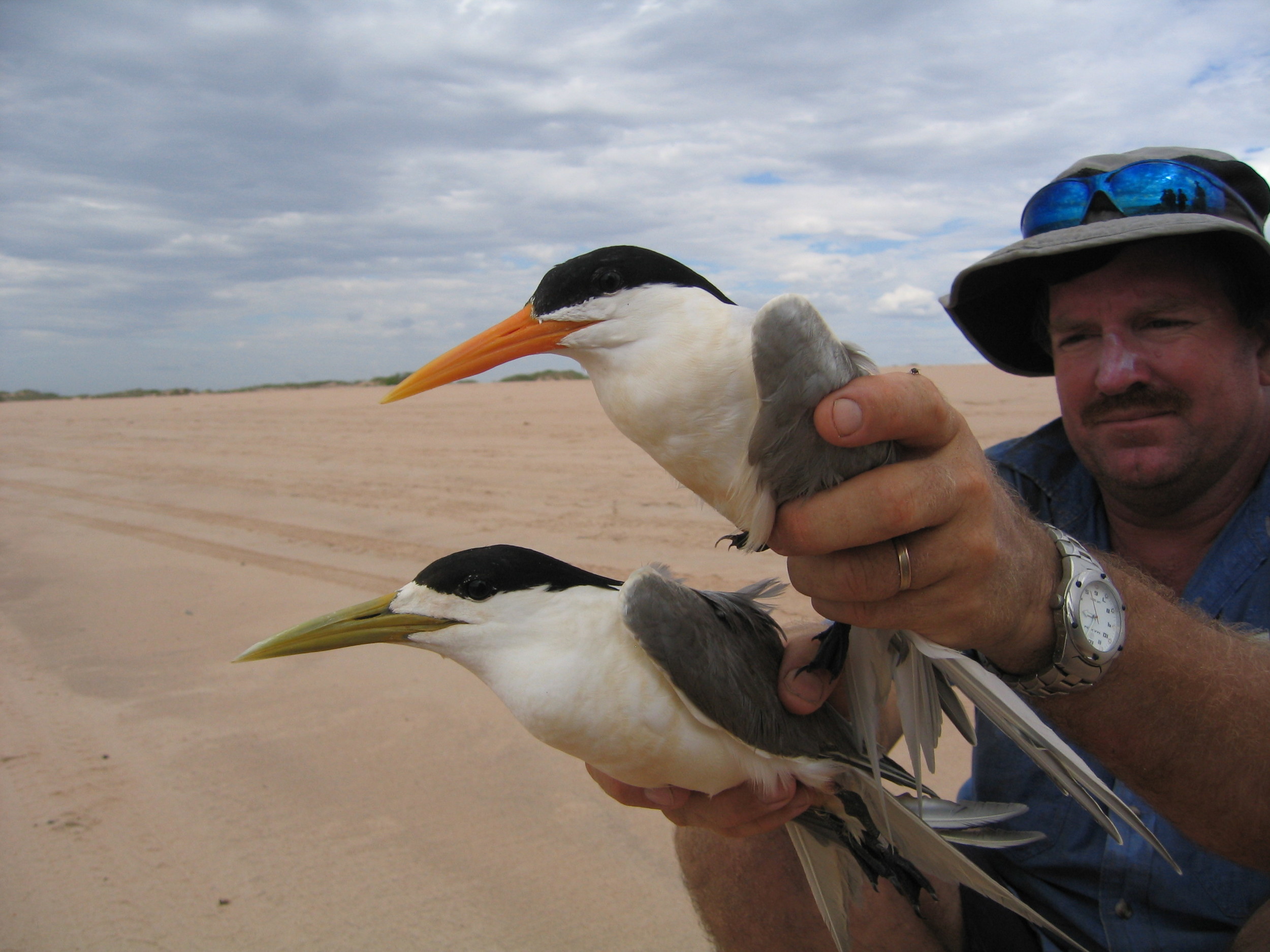  Grant compares the Lesser Crested Tern (top - bright orange bill) with the Greater Crested Tern (bottom - dull yellow bill). 