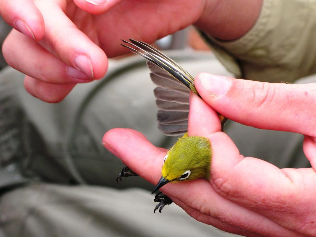  A Yellow White-eye in the process of banding. During banding birds are fitted with uniquely coded rings and details of their weight, age and condition are recorded. 