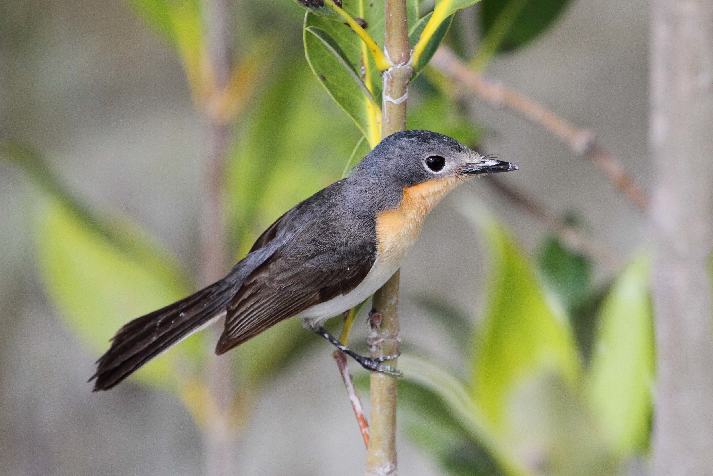 Broad-billed Flycatchers are resident within the mangroves near the Broome Bird Observatory. Image: © 2013 Ric Else.