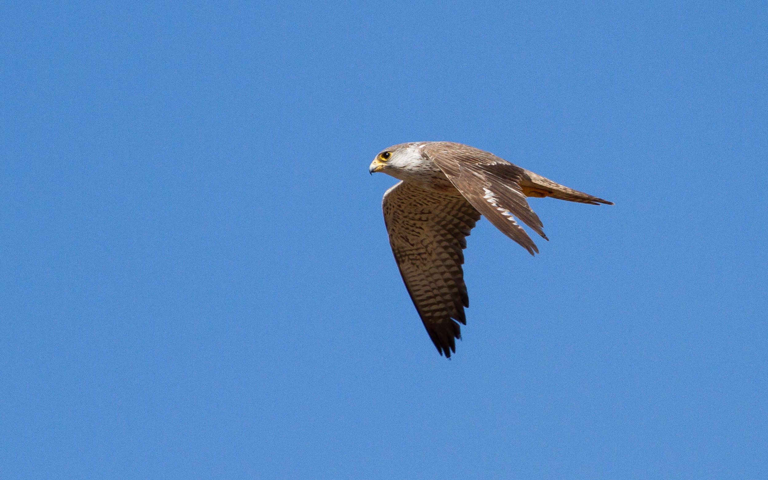 Grey Falcons are rare visitors to the Broome region, but two were seen in 2014. Image: © 2014 Ric Else