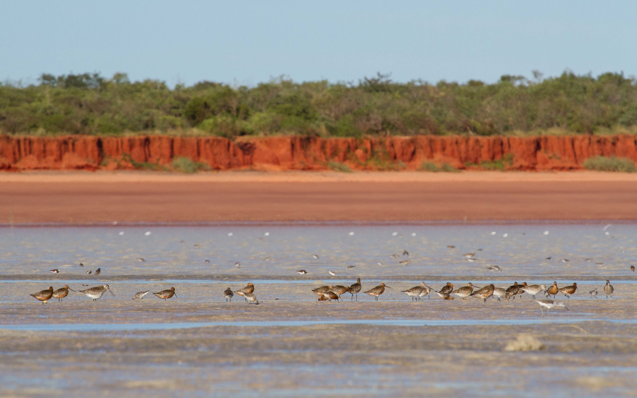 Bar-tailed Godwits lining up in Roebuck Bay, about to take off and begin their marathon flight. Photo: Ric Else 2015