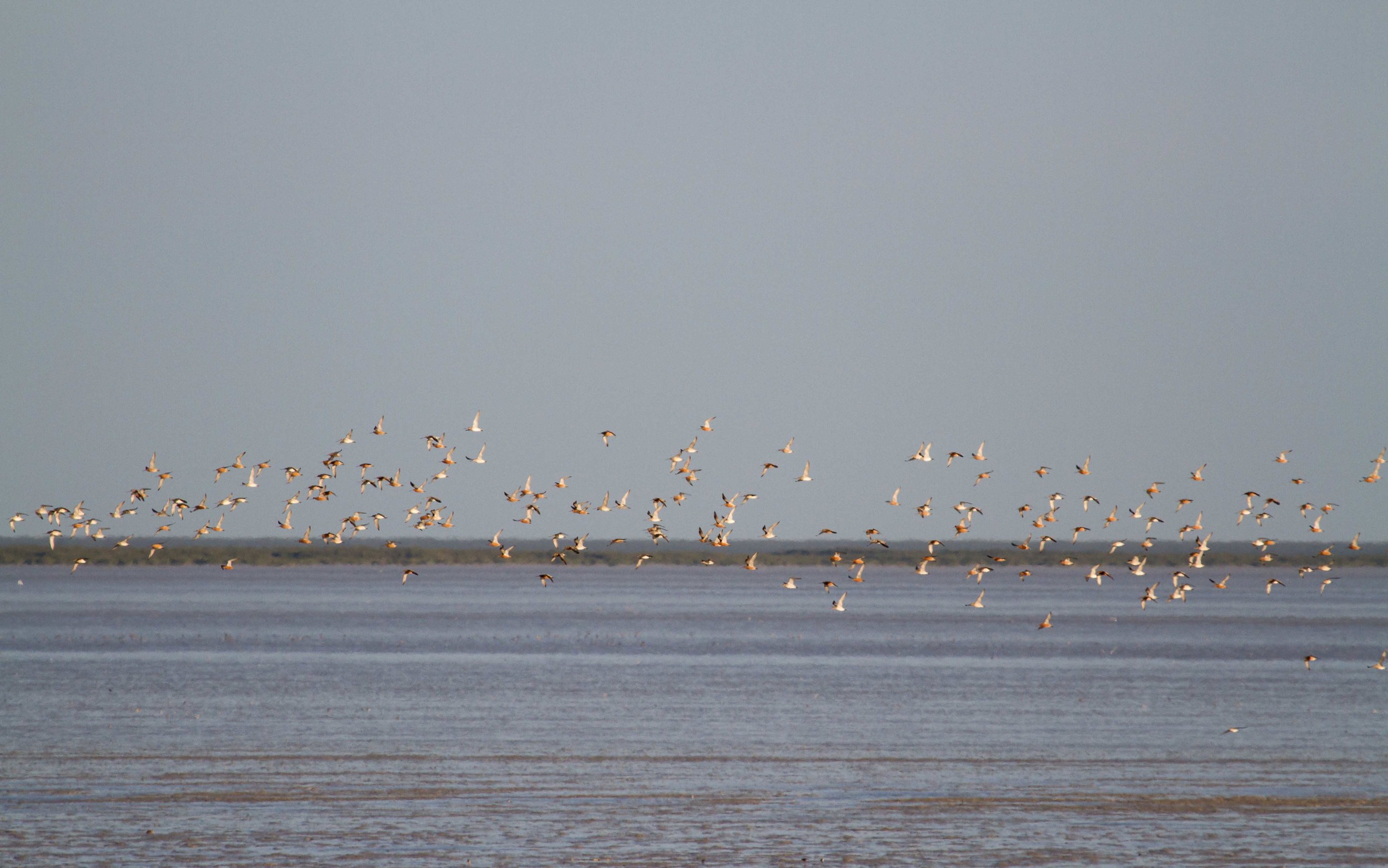 Lift-off! As one, the godwits are in the air and soon begin to organise themselves in the right formation. Photo: Ric Else 2015