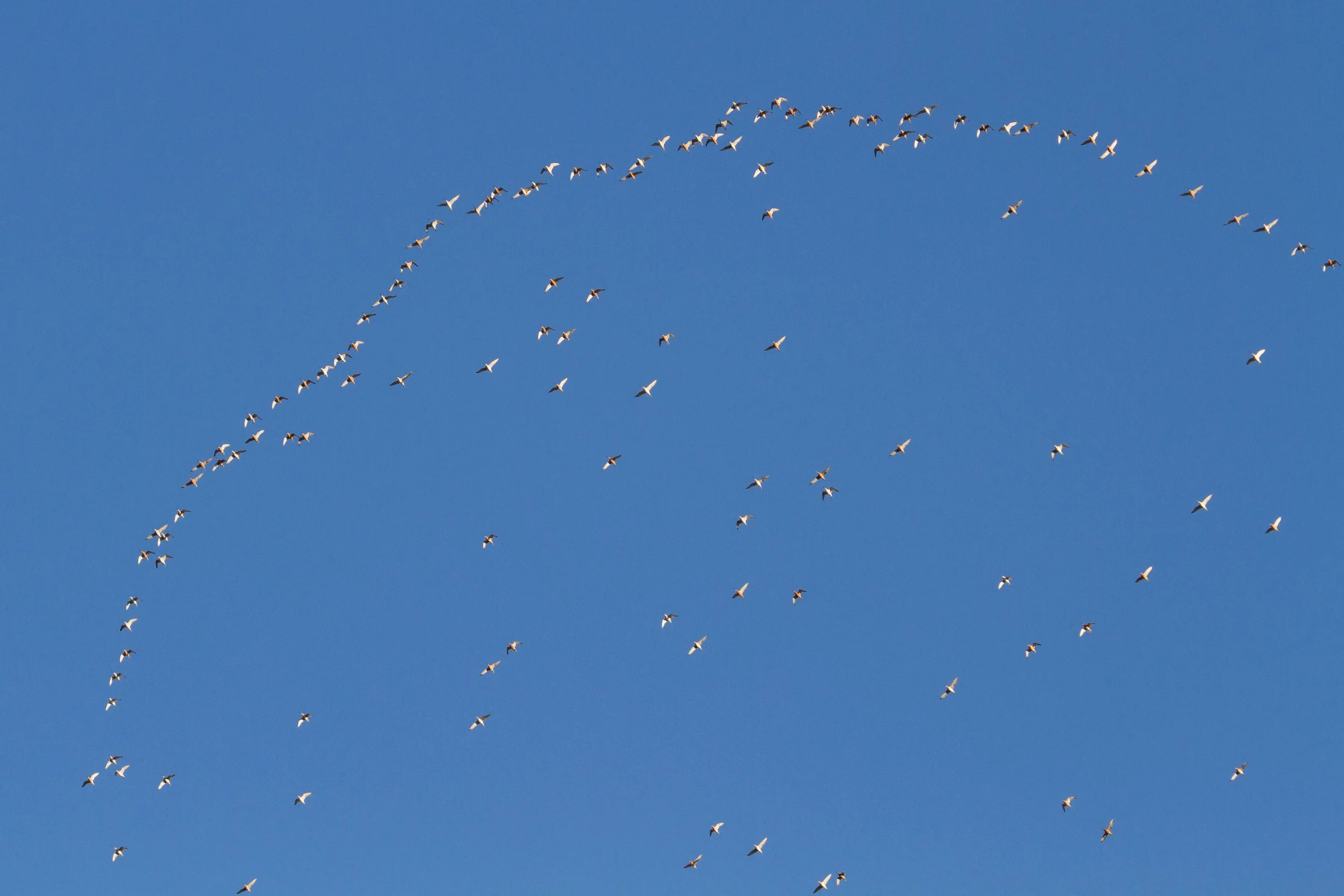 Soon they are in perfect shape and northward bound, twinkling in the sun as they pass right over our heads and all chattering excitedly. Photo: Ric Else 2015