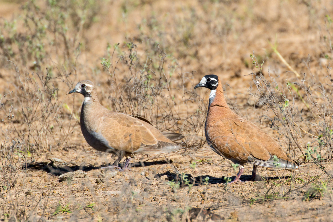 A close encounter with a pair of Flock Bronzewings at Taylors Lagoon. Photo: Athena Georgiou