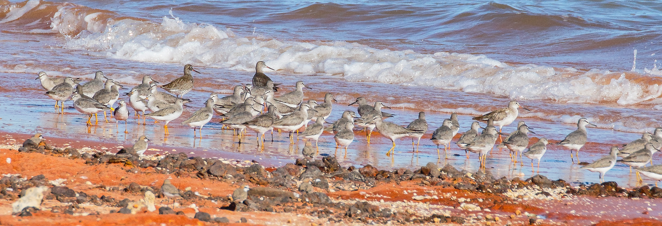 Three Common Redshanks (at the back), including a stunning adult in full-breeding plumage! Photo: Athena Georgiou