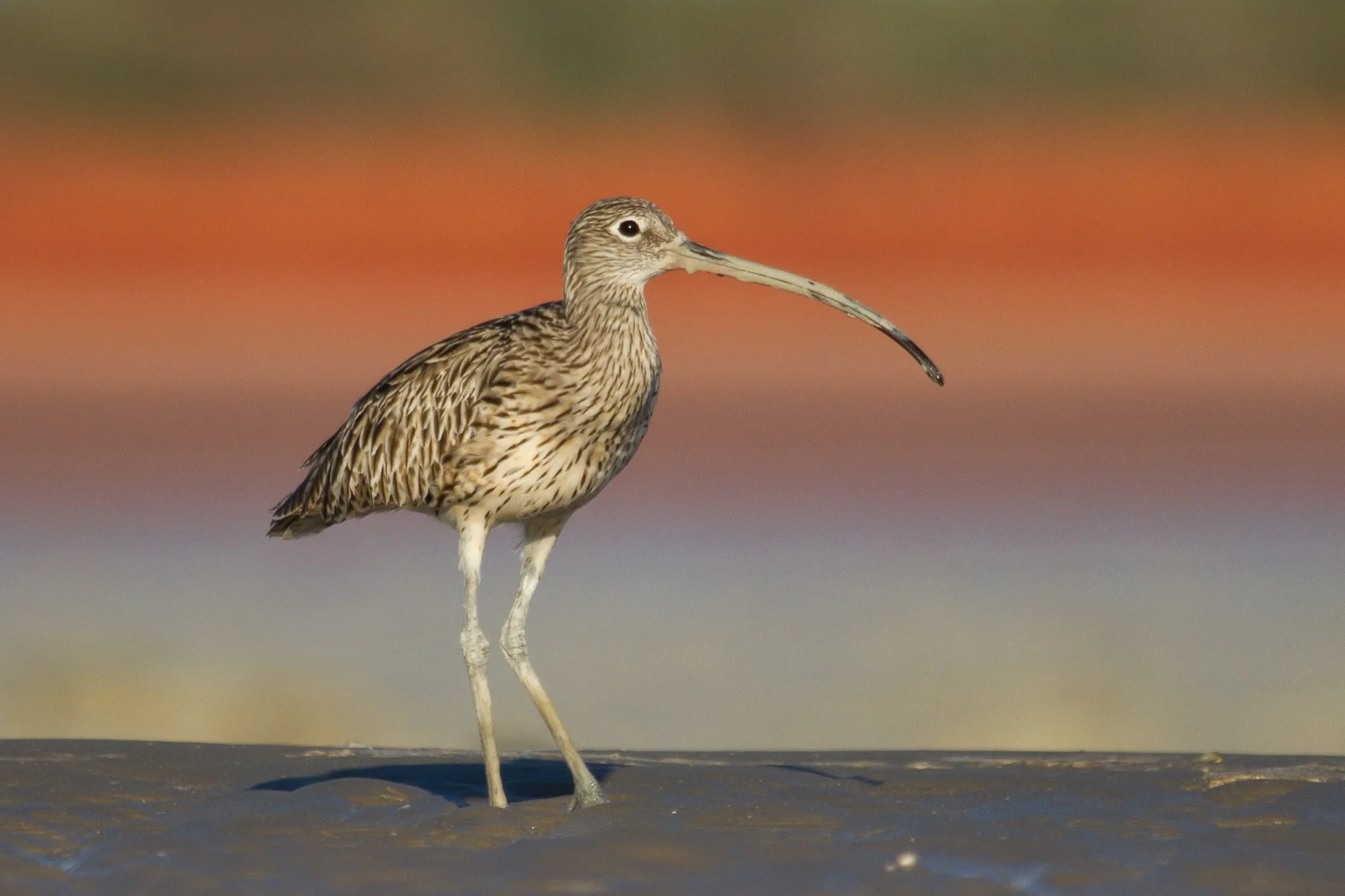 An Eastern Curlew on the mudflats of Roebuck Bay. Photo: Nigel Jackett