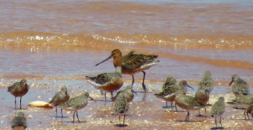 One of our local shorebird specialties - an Asian Dowitcher, in full-breeding plumage. Photo: John Graff