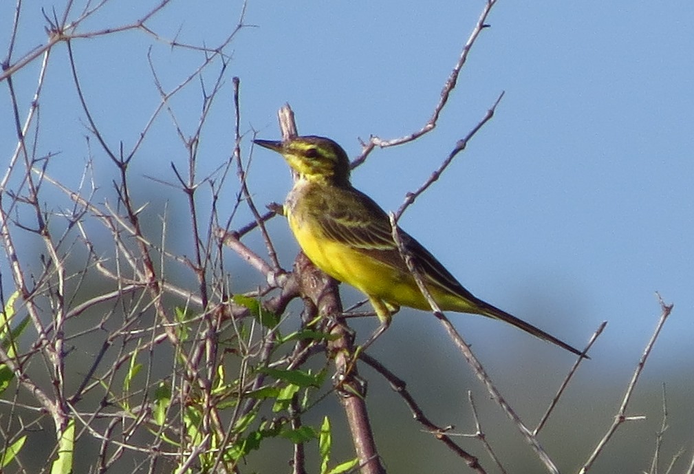 Probable Western Yellow Wagtail - race lutea . We welcome comments on this individual! Photo: John Graff