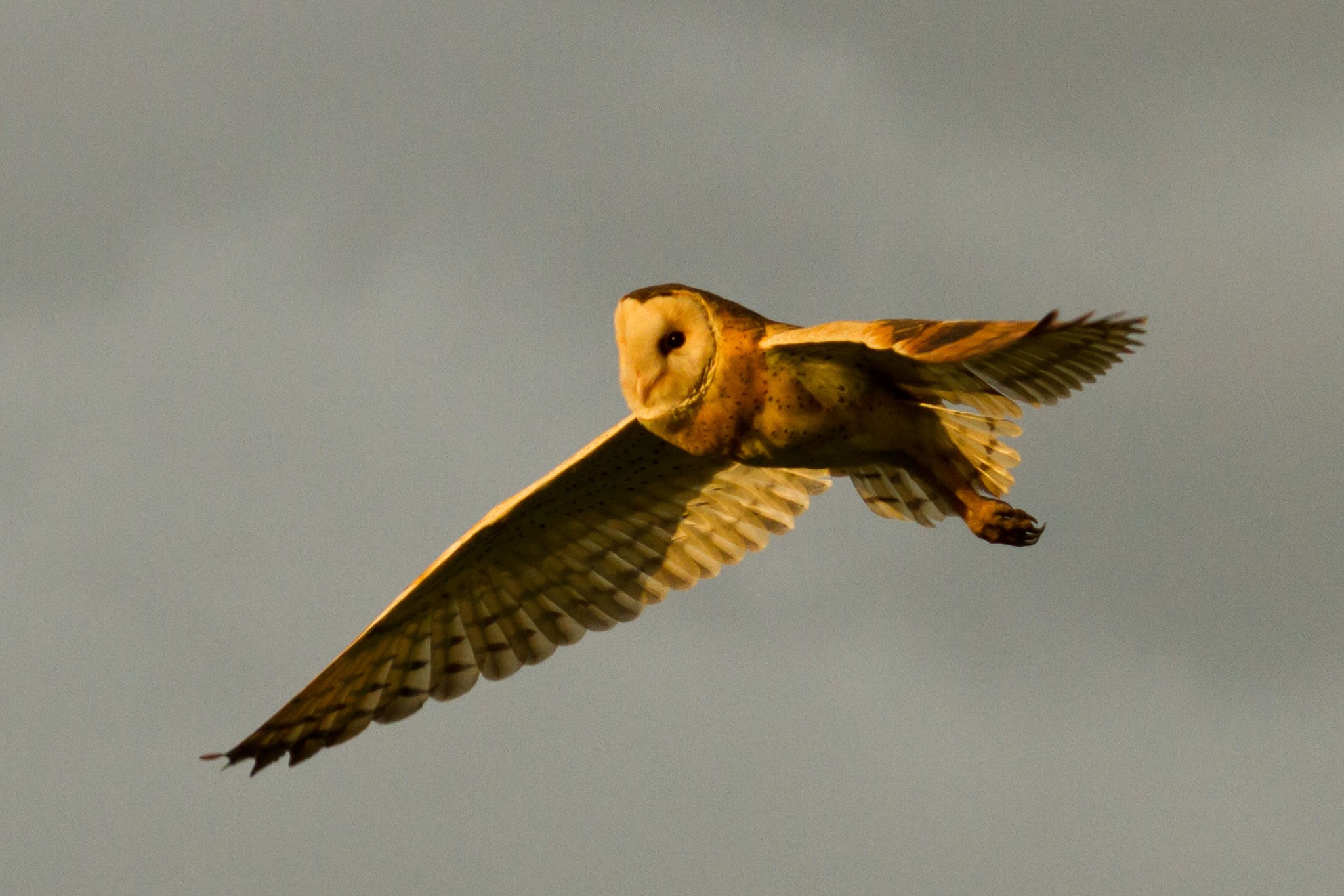 An Eastern Grass Owl takes flight in the late afternoon sun. Photo: Nigel Jackett