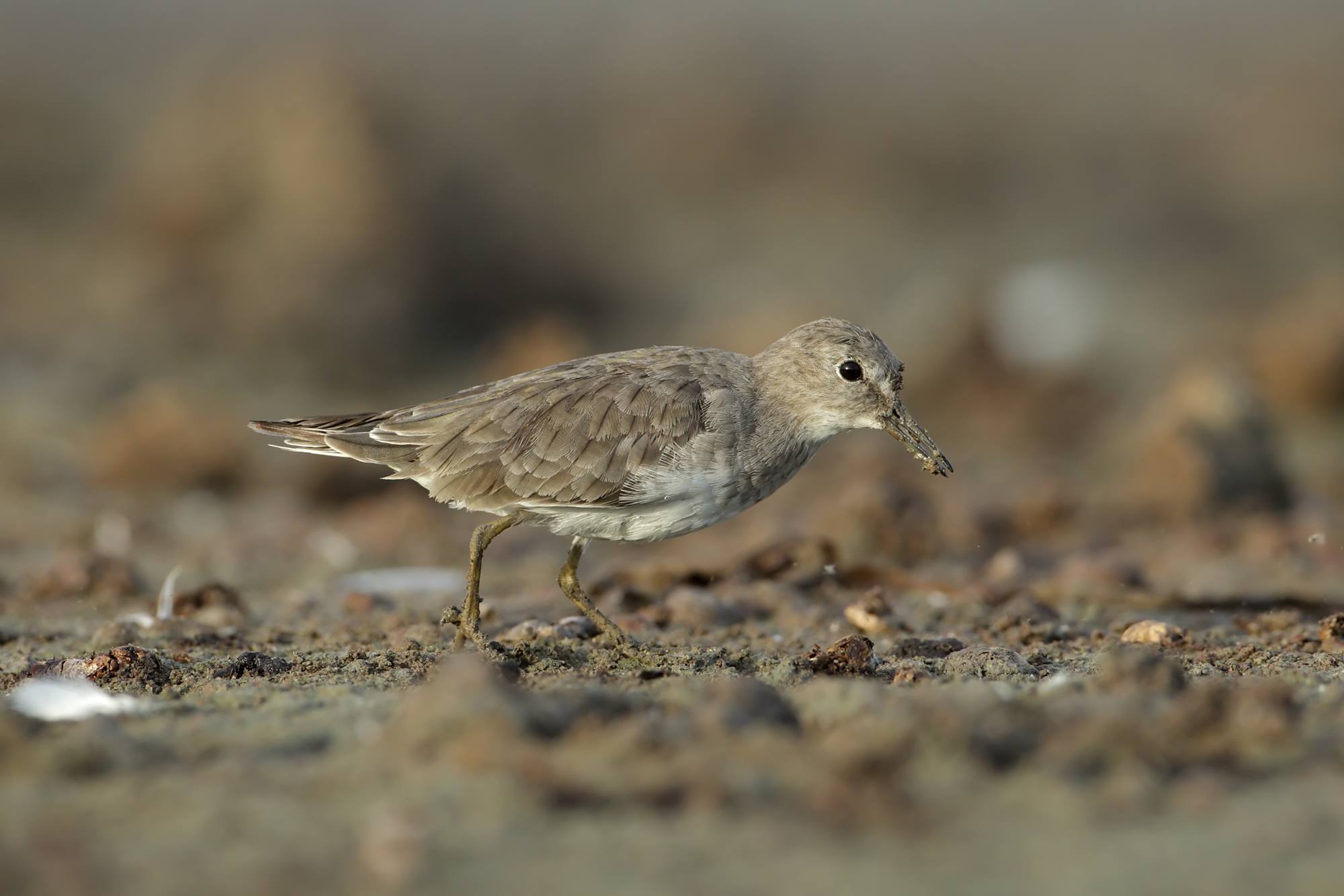 A muddy-billed Temminck's Stint! An Australian first found by Clare and Grant Morton. Photo: Wildlife Images (http://www.wildlifeimages.com.au/)
