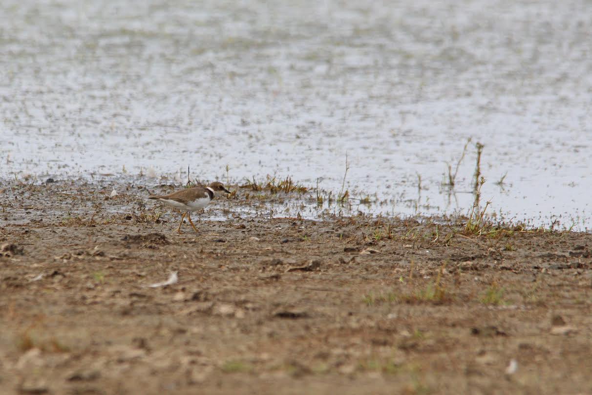 The first Little Ringed Plover of the season, at Taylors Lagoon. Photo: Ross Jones